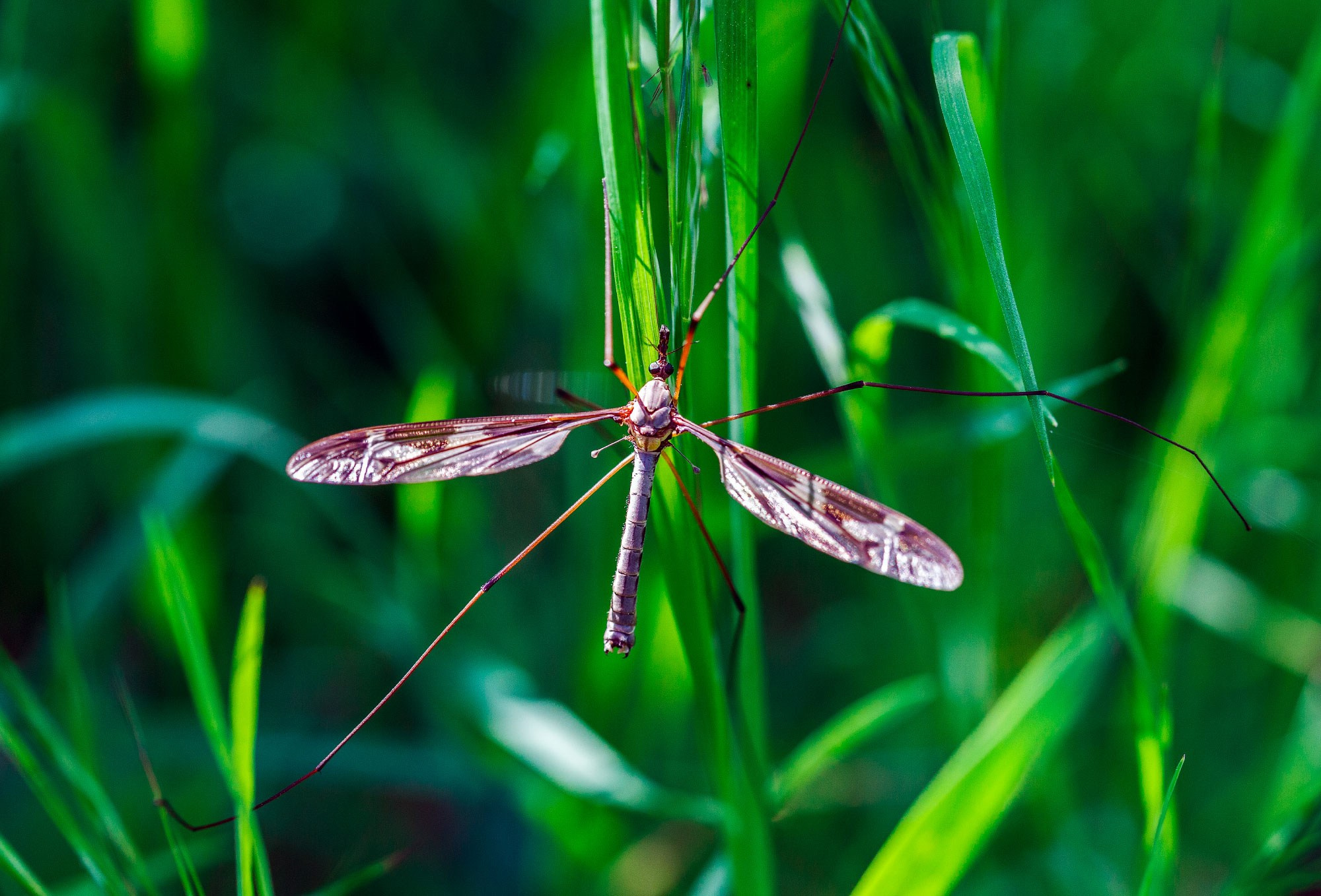 свадебный фотограф Геленджик