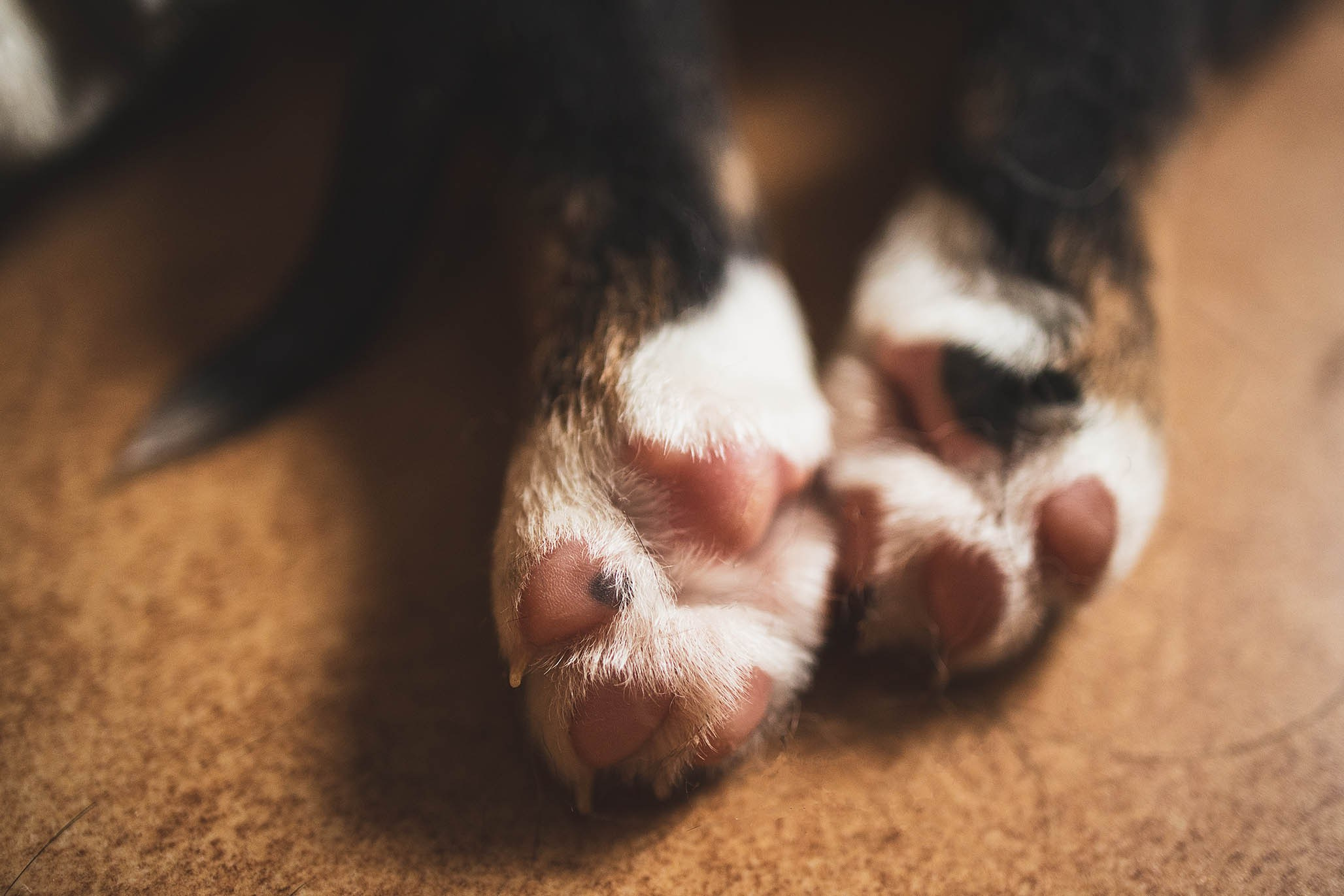 Гроссики. Фотограф-анималист Александра Шеремет