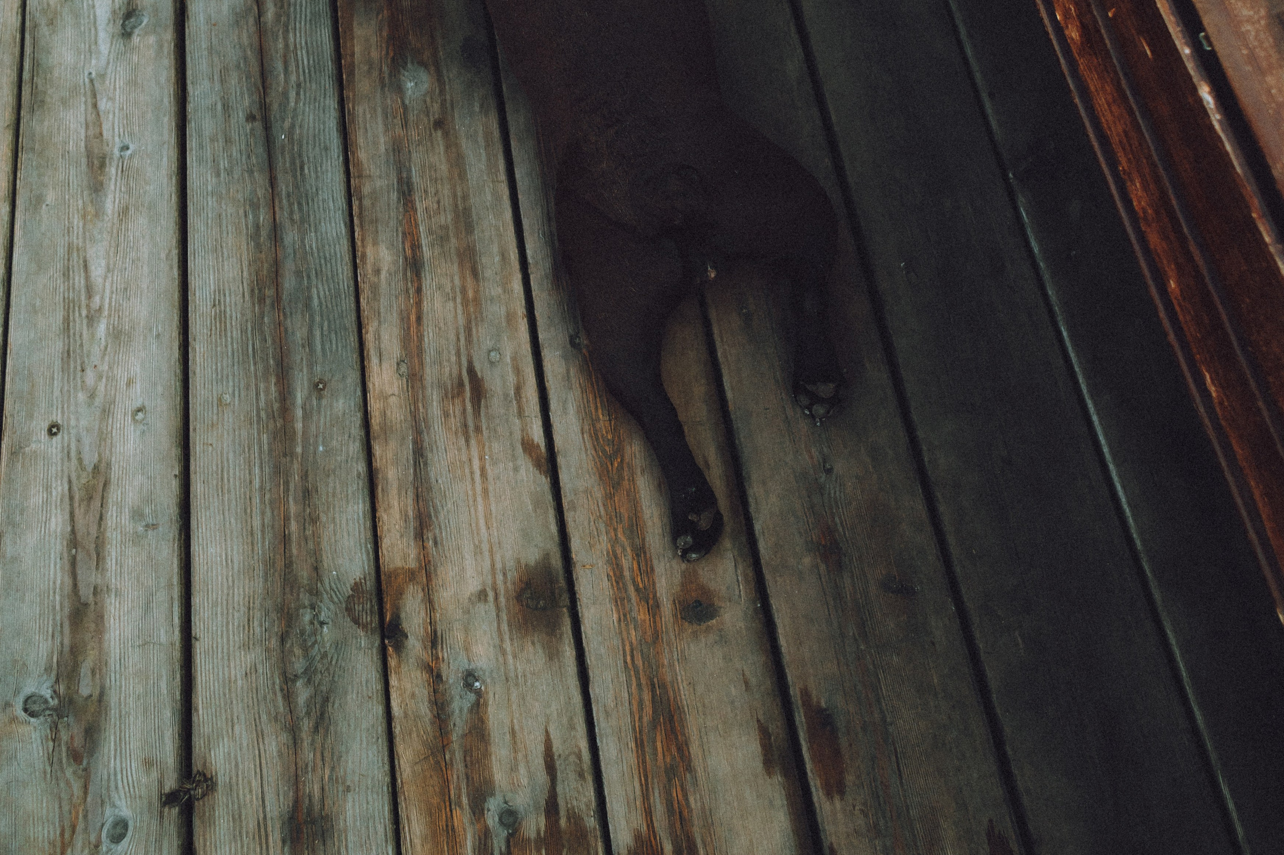 Саша, Дима и Шпуля