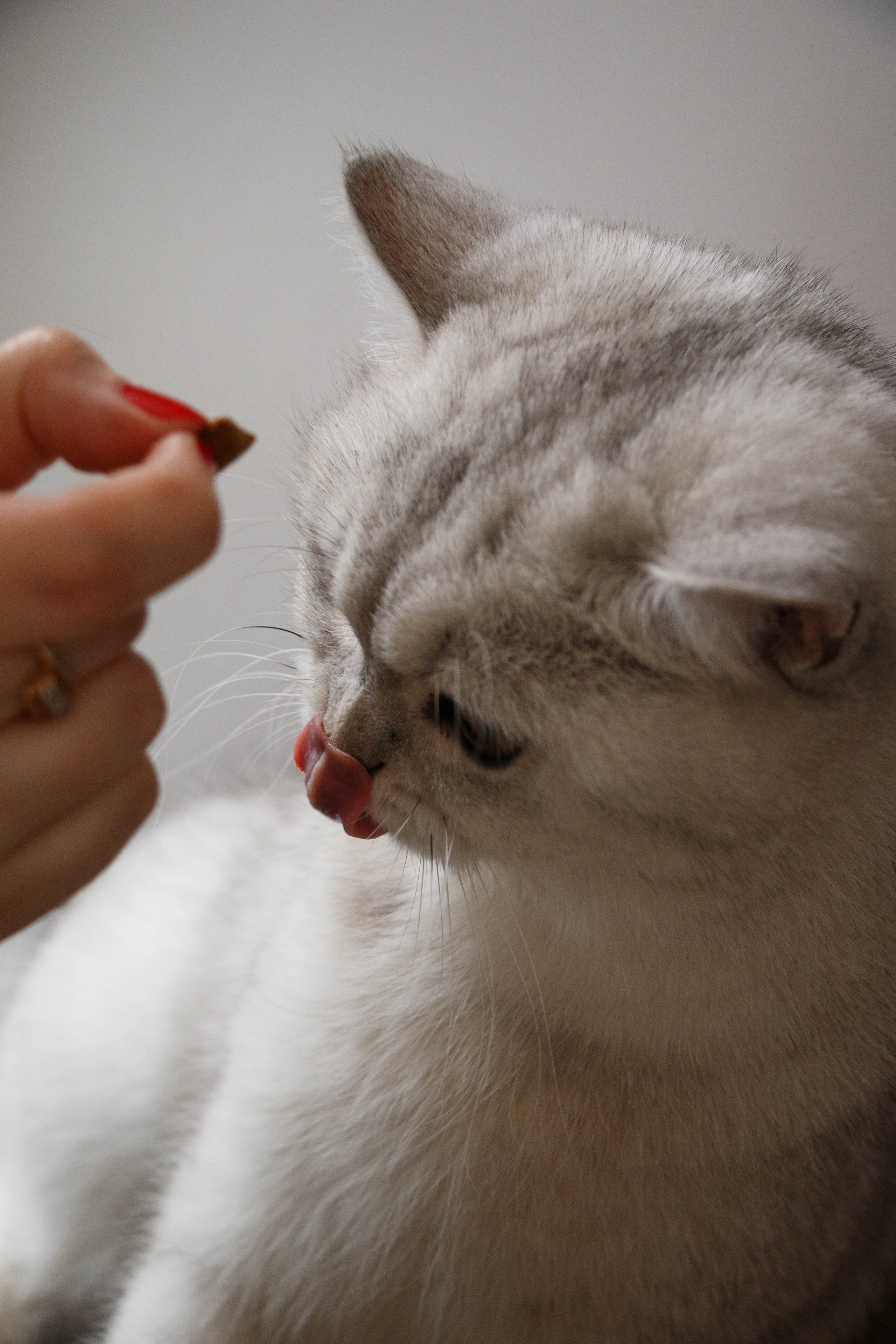 NASTYA & KITTI. Бережно сохраняю ваши чувства и истории на своих фотографиях