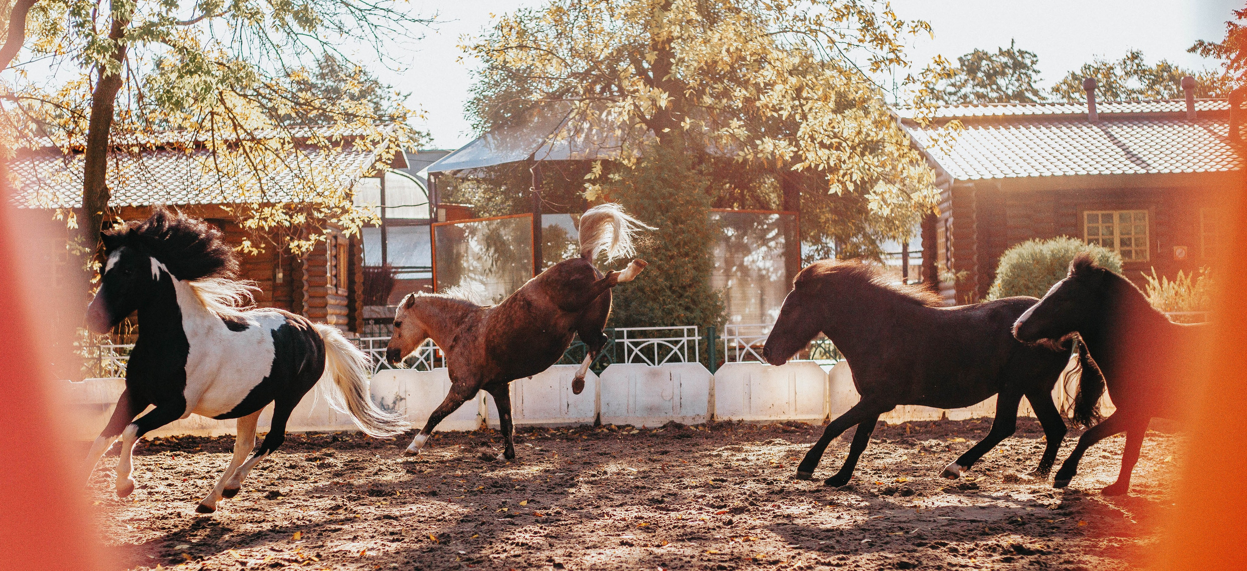 Лошади. Главная