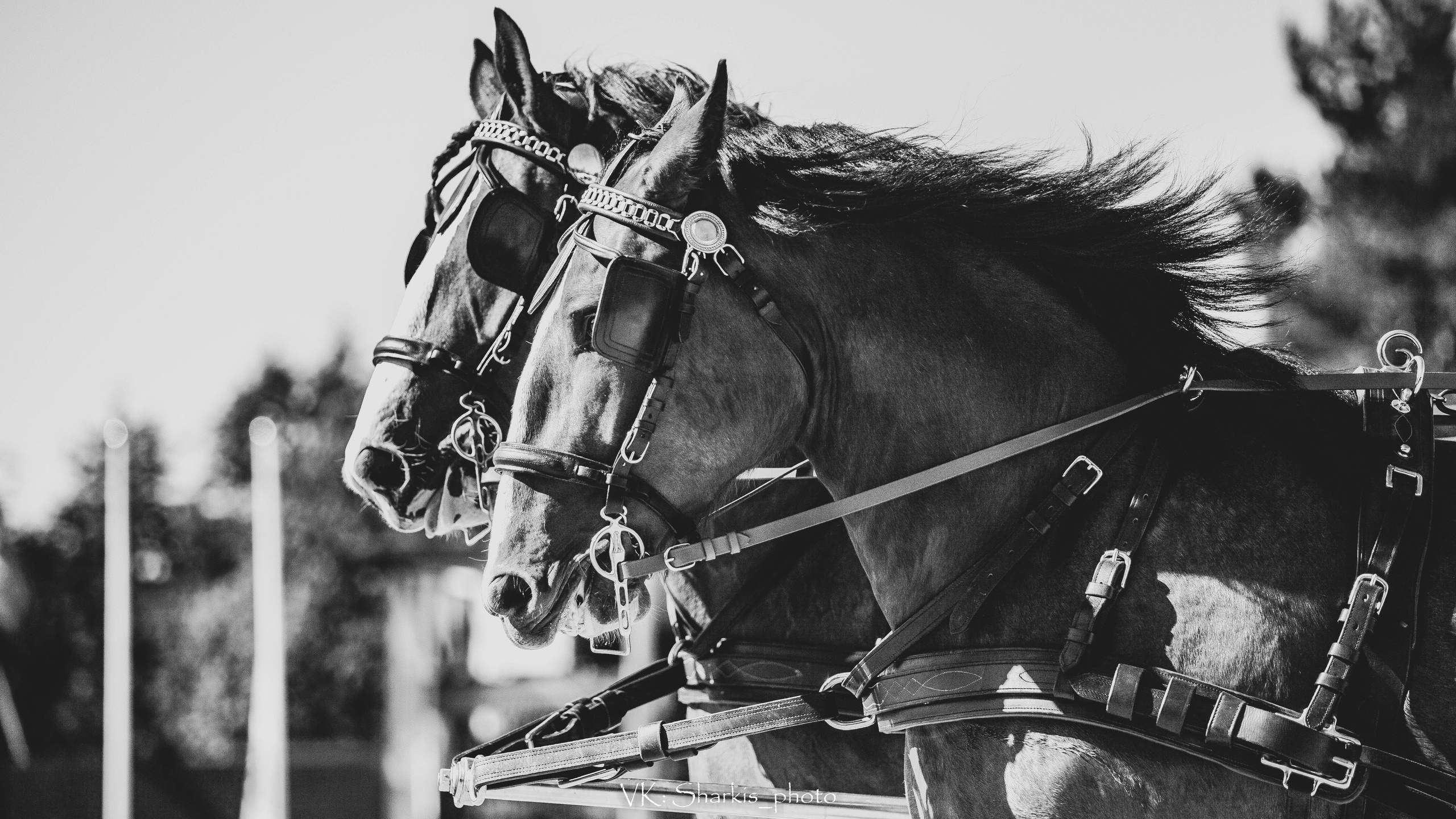 Лошади. Главная