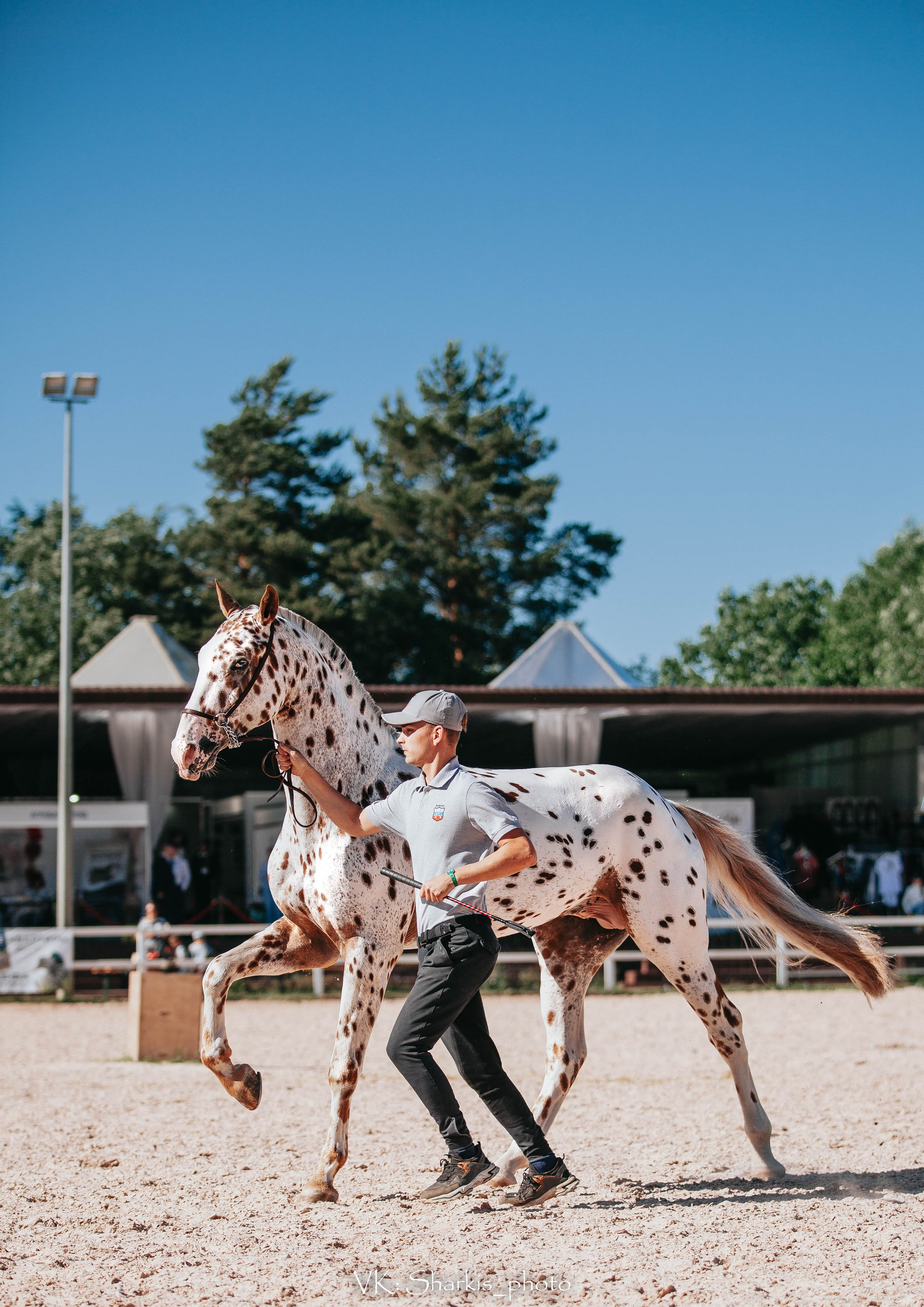 Лошади. Главная