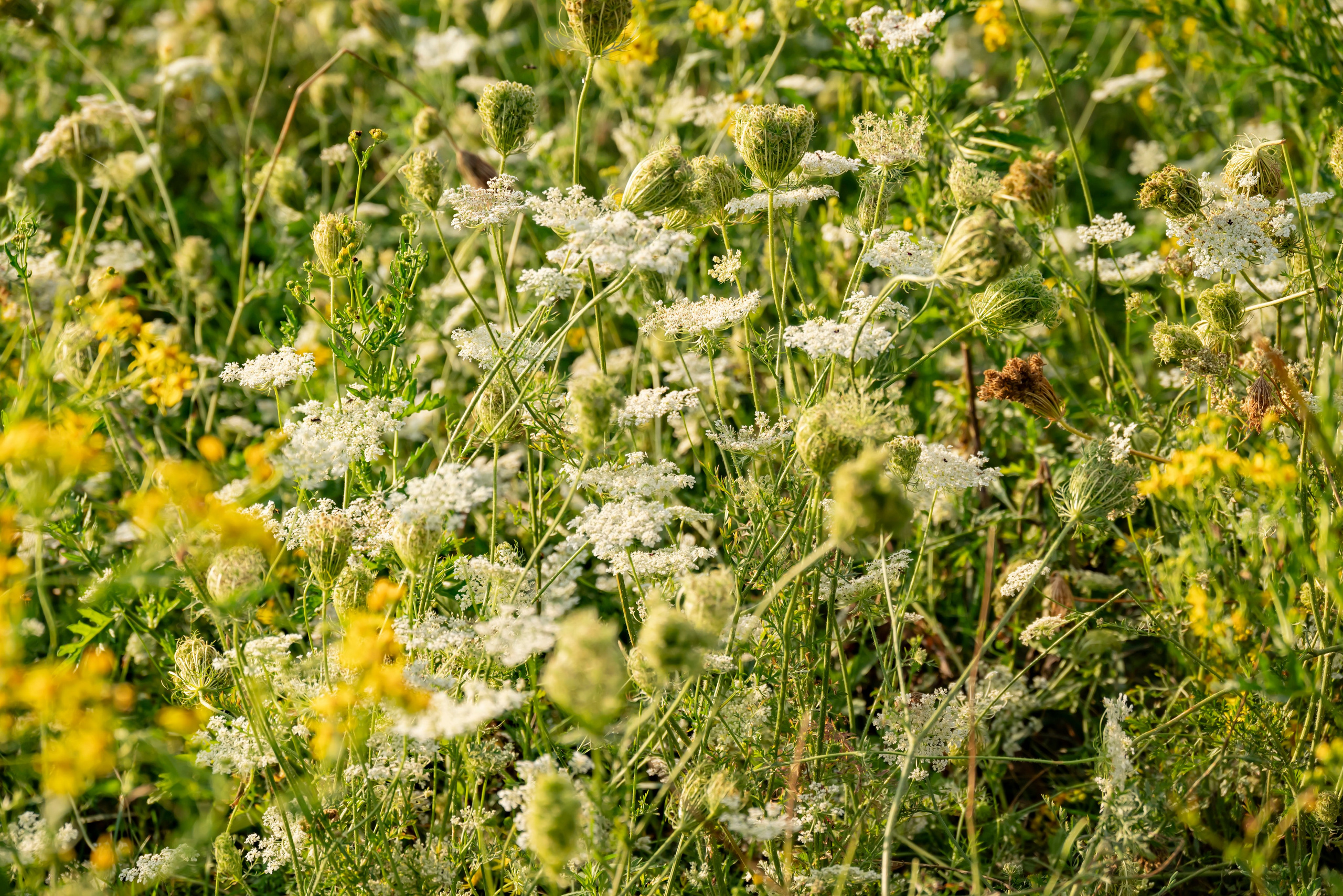 Летняя прогулка. Главная