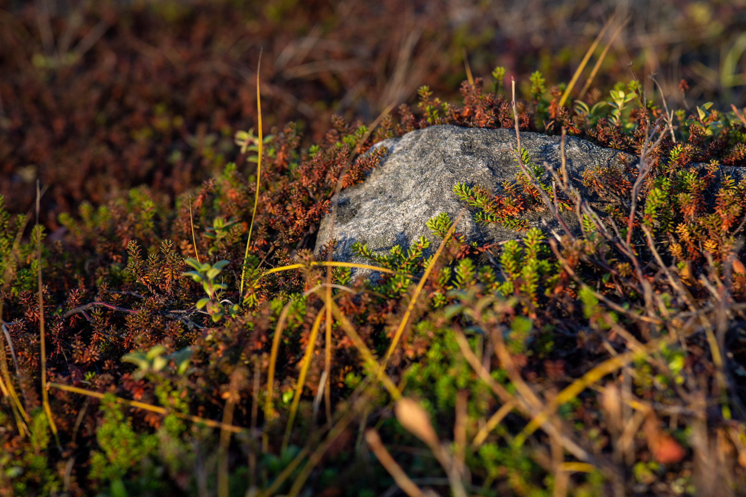 Мурманск. Репортажный и портретный фотограф Михаил Мартиросян