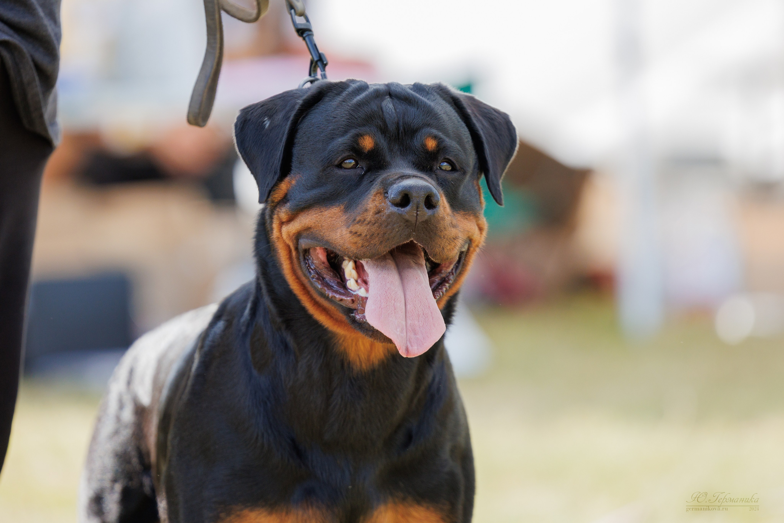 Рязань-Ховрино 10-11.08.2024 3хмоно ротвейлеров. Фотограф-анималист Юлия Германика