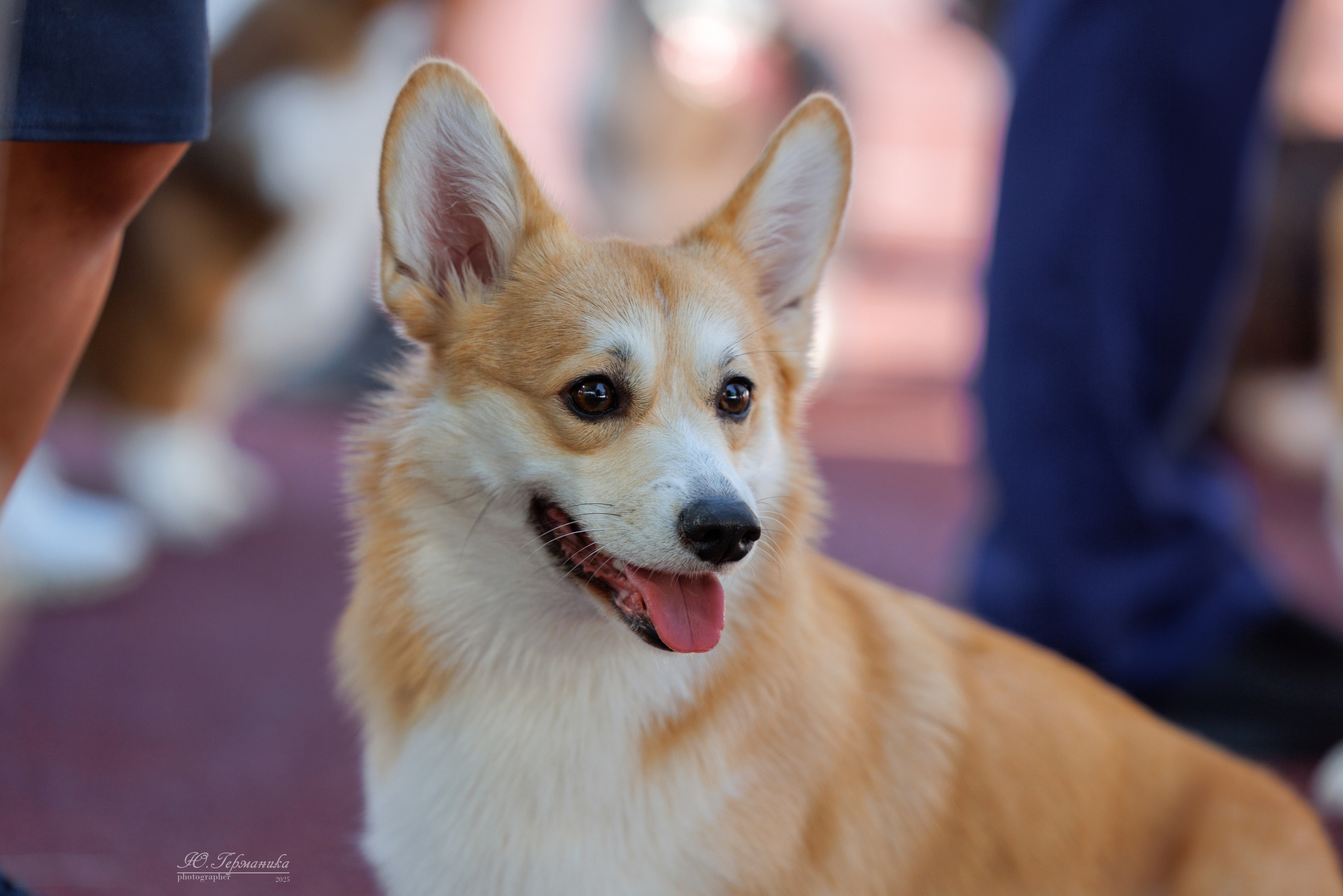 Коломна 30.08.2025. Фотограф-анималист Юлия Германика