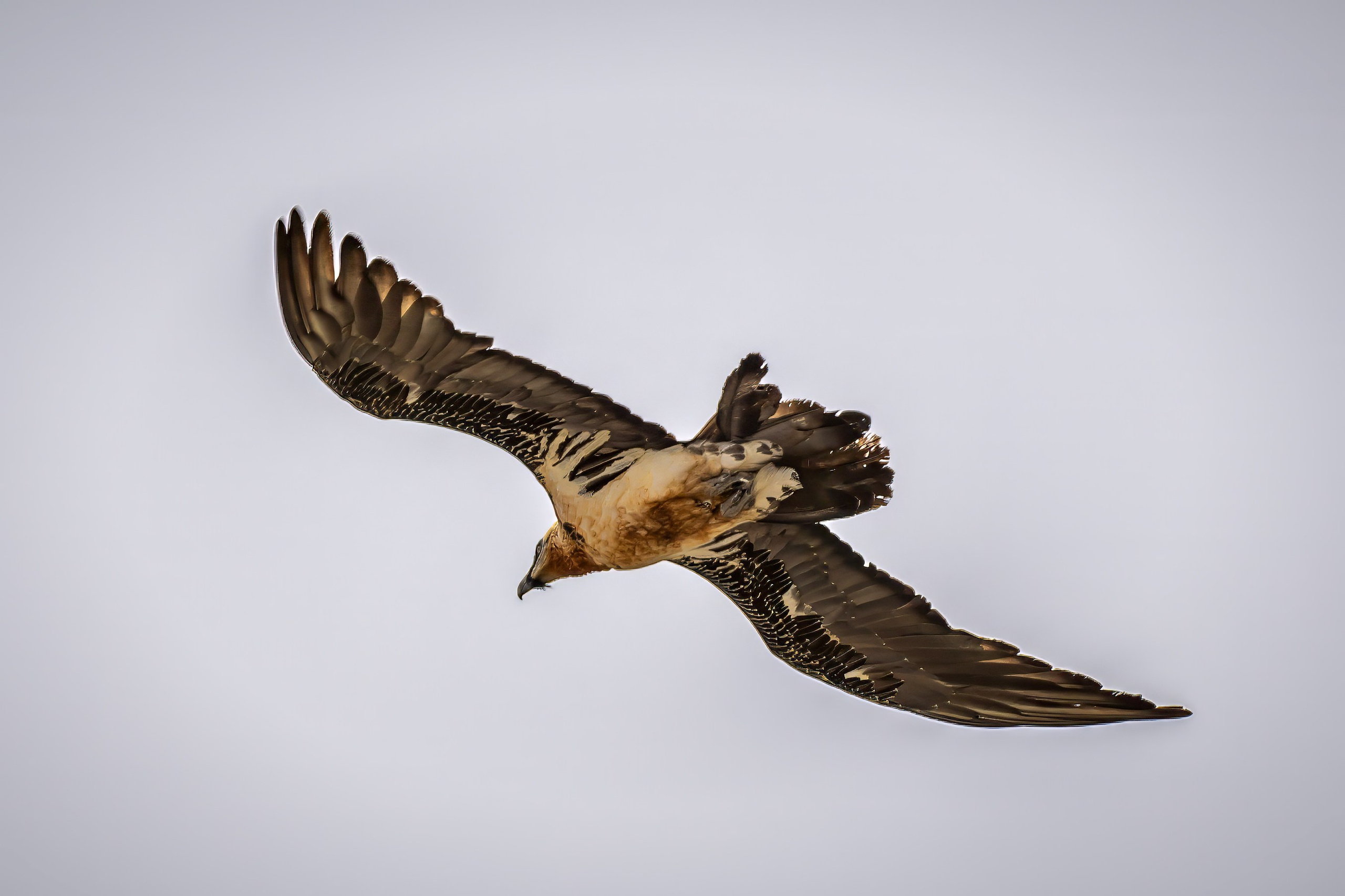 Белоголовый Сип. Красная книга. Photomantis