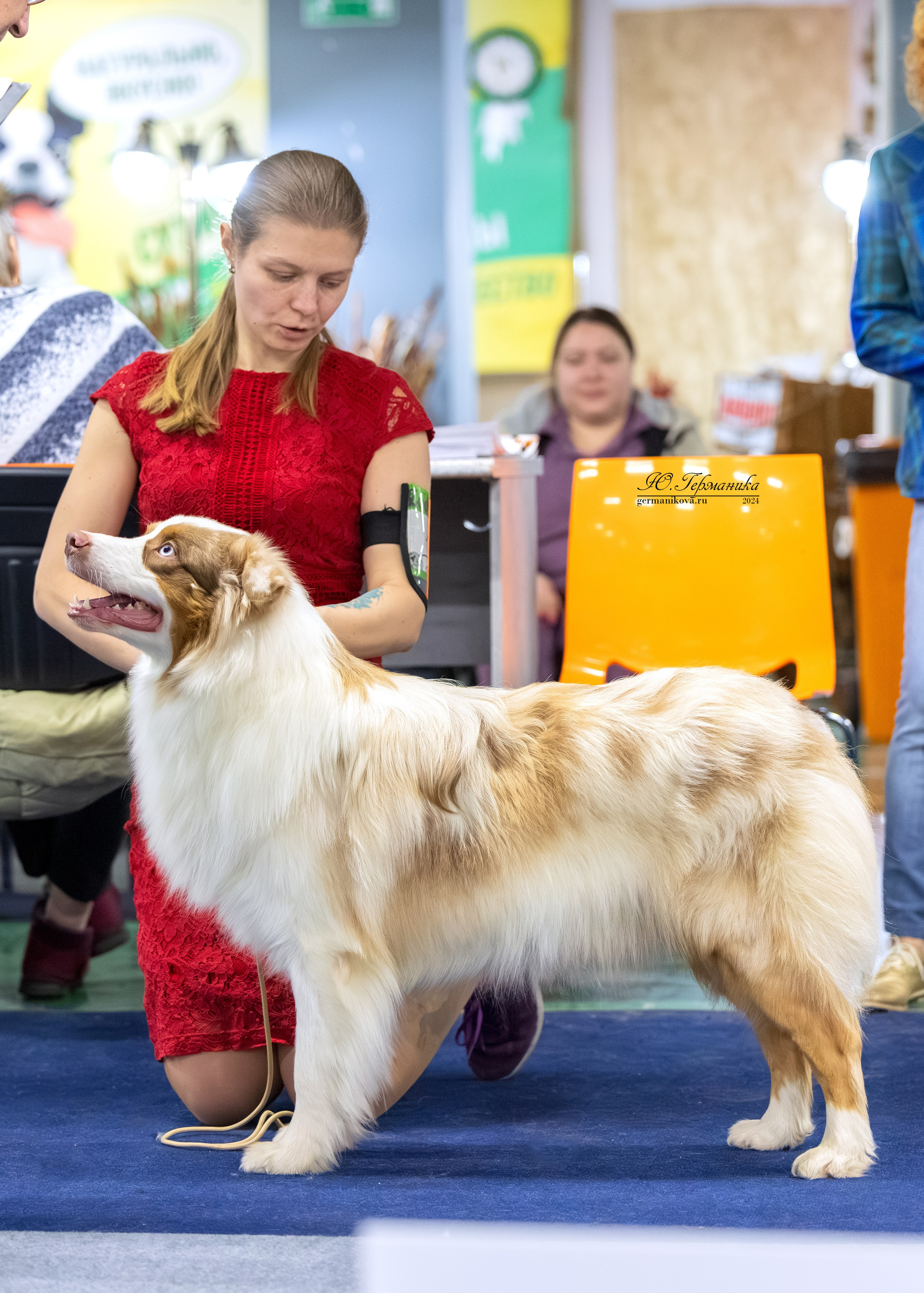 Сфера 08 и 10.03.2024 2хмоно ротвейлеров+2хмоно сао. Фотограф-анималист Юлия Германика