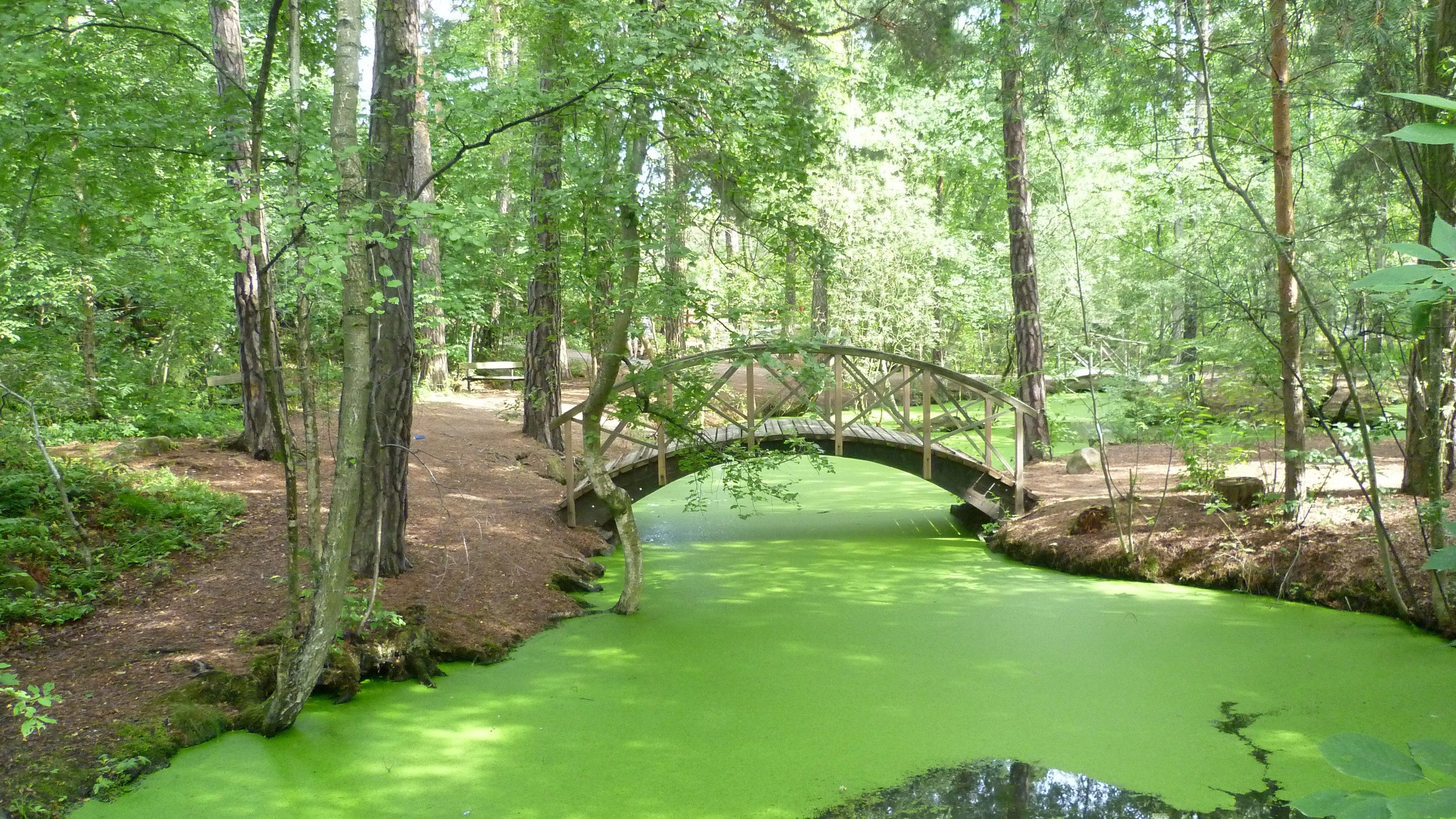 Заброшенный пруд. Пруд в парке