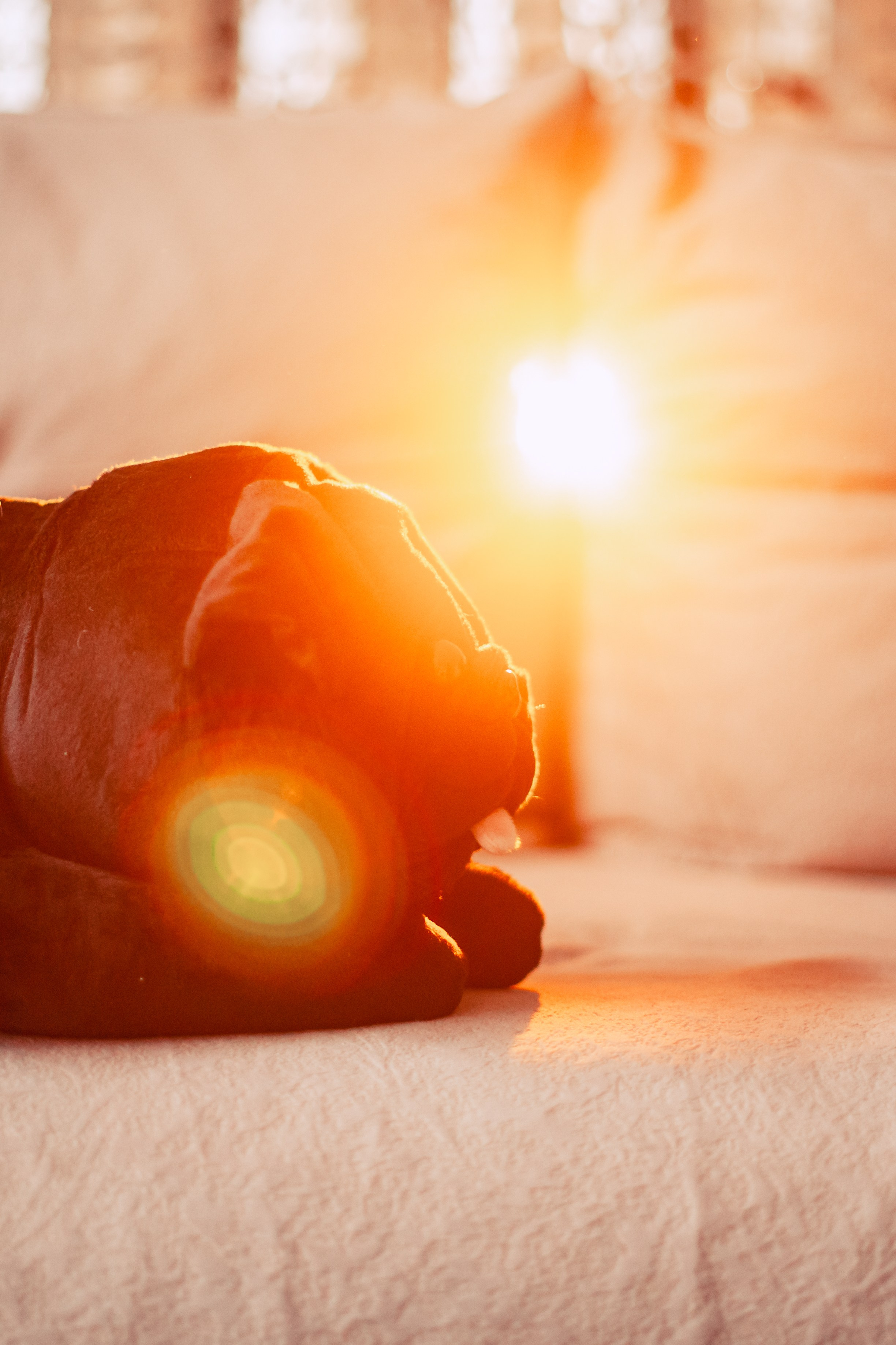 Оля, Харви, Луис. Фотограф-анималист Татьяна Степанова