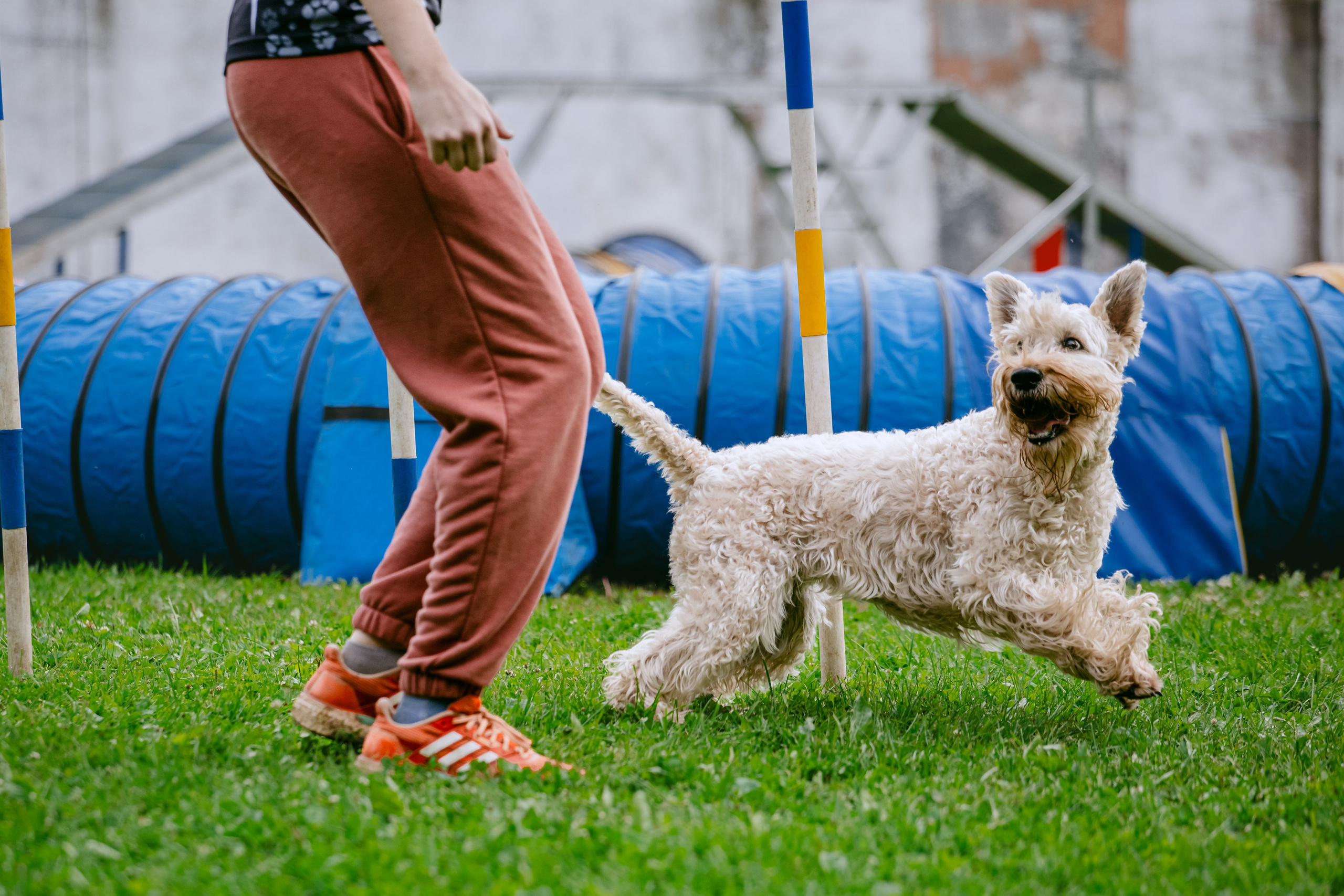 Соревнования по аджилити Долгопрудный 30.06.2025. Фотограф-анималист Татьяна Степанова
