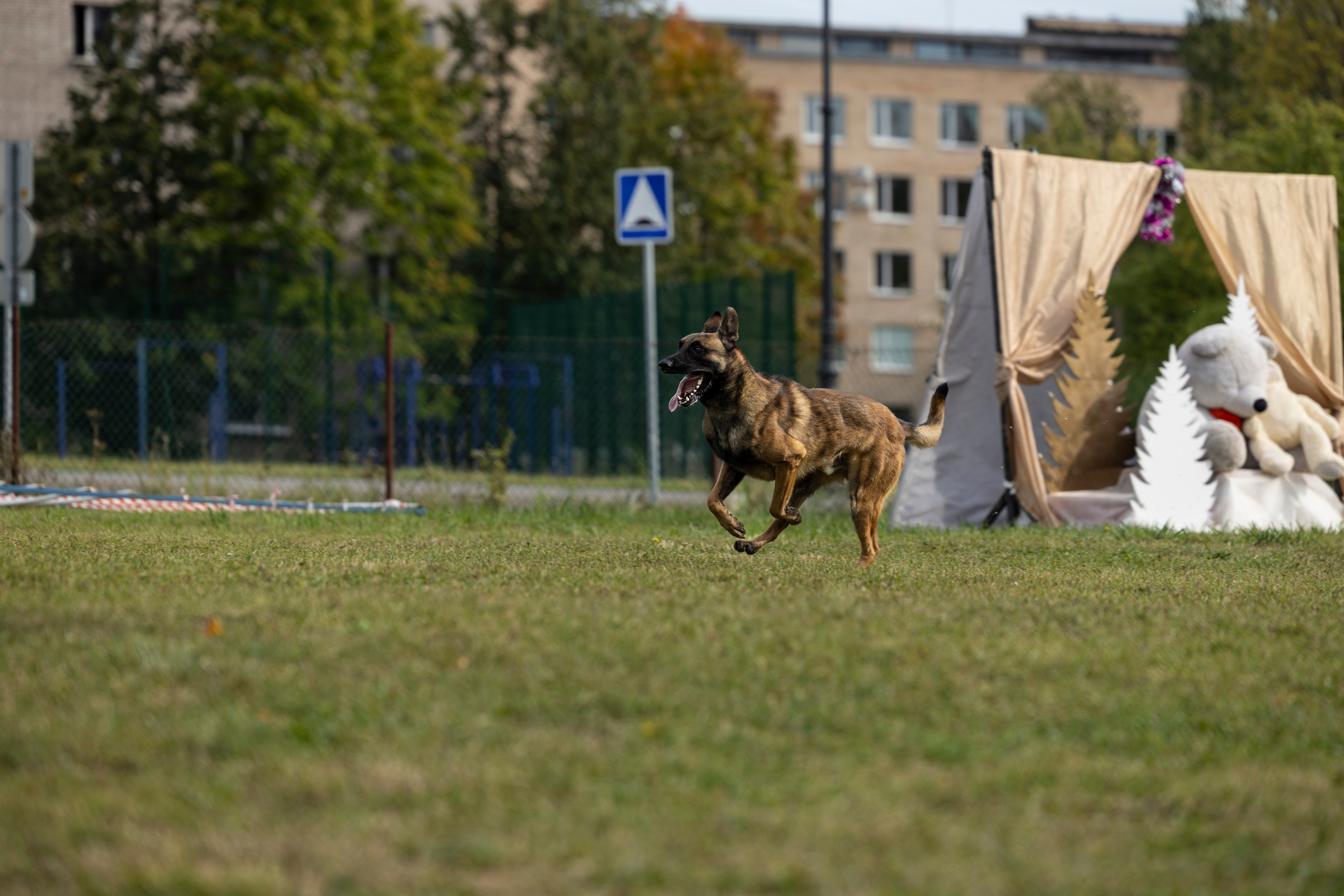 Испытания по Мондьорингу г. Пушкин. Фотограф-анималист Анна Маринич