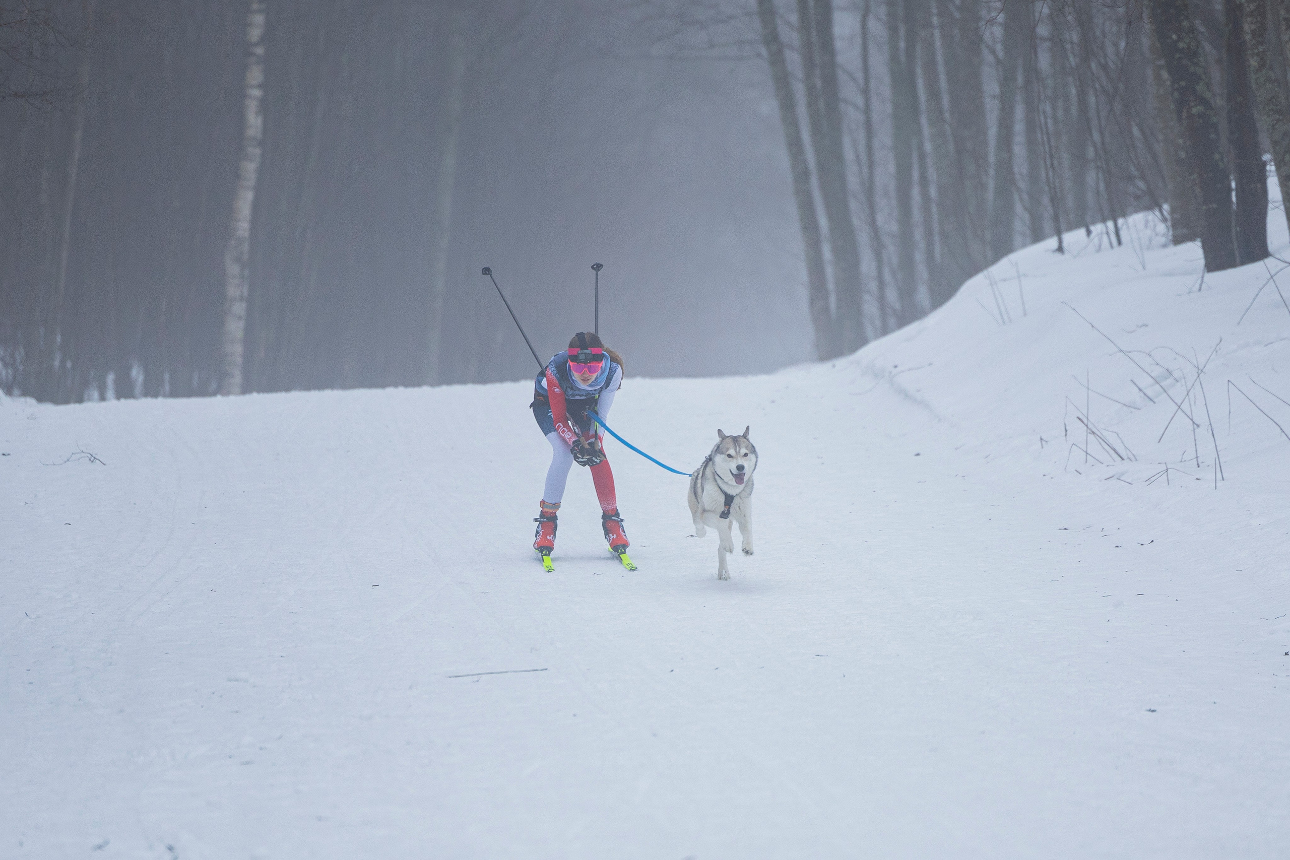 Зимний Чемпионат Санкт-Петербурга по ездовому спорту. Фотограф-анималист Анна Маринич