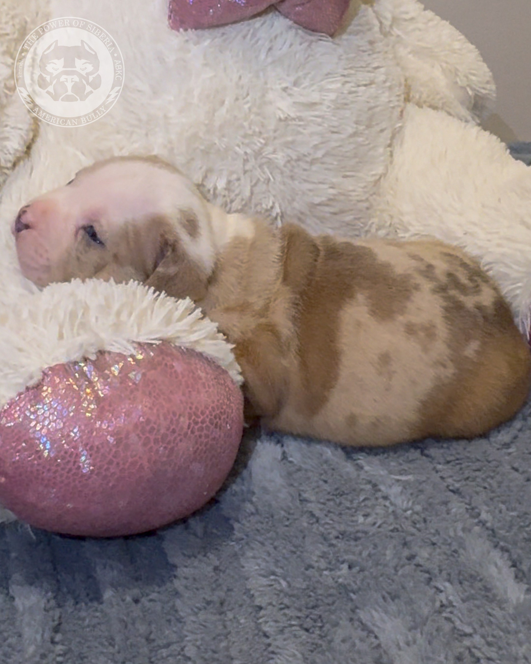 Свободные щенки Американский Булли, в типах покет, классик, стандарт. Американский Булли в г. Ростов-на-Дону. Питомник THE POWER OF SIBERIA