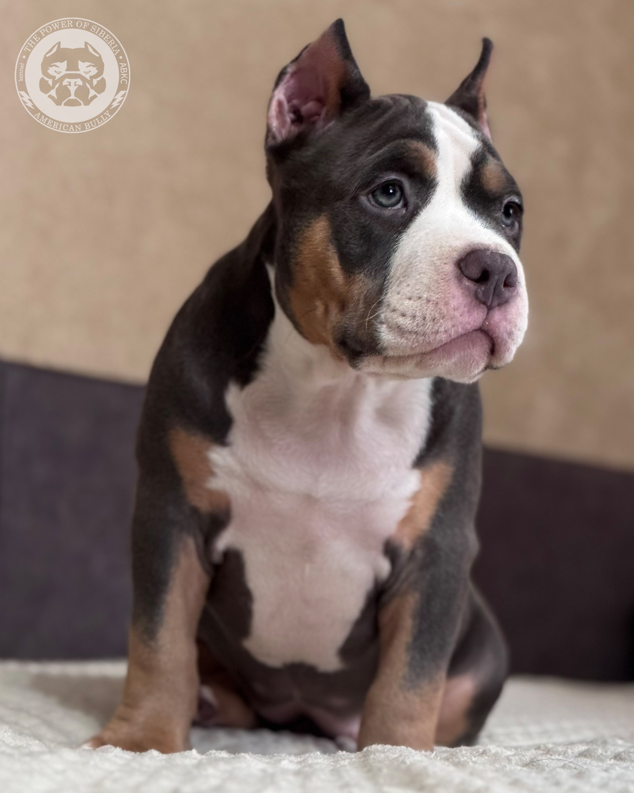 13.12.25-Мия-Турук. Американский Булли в г. Ростов-на-Дону. Питомник THE POWER OF SIBERIA