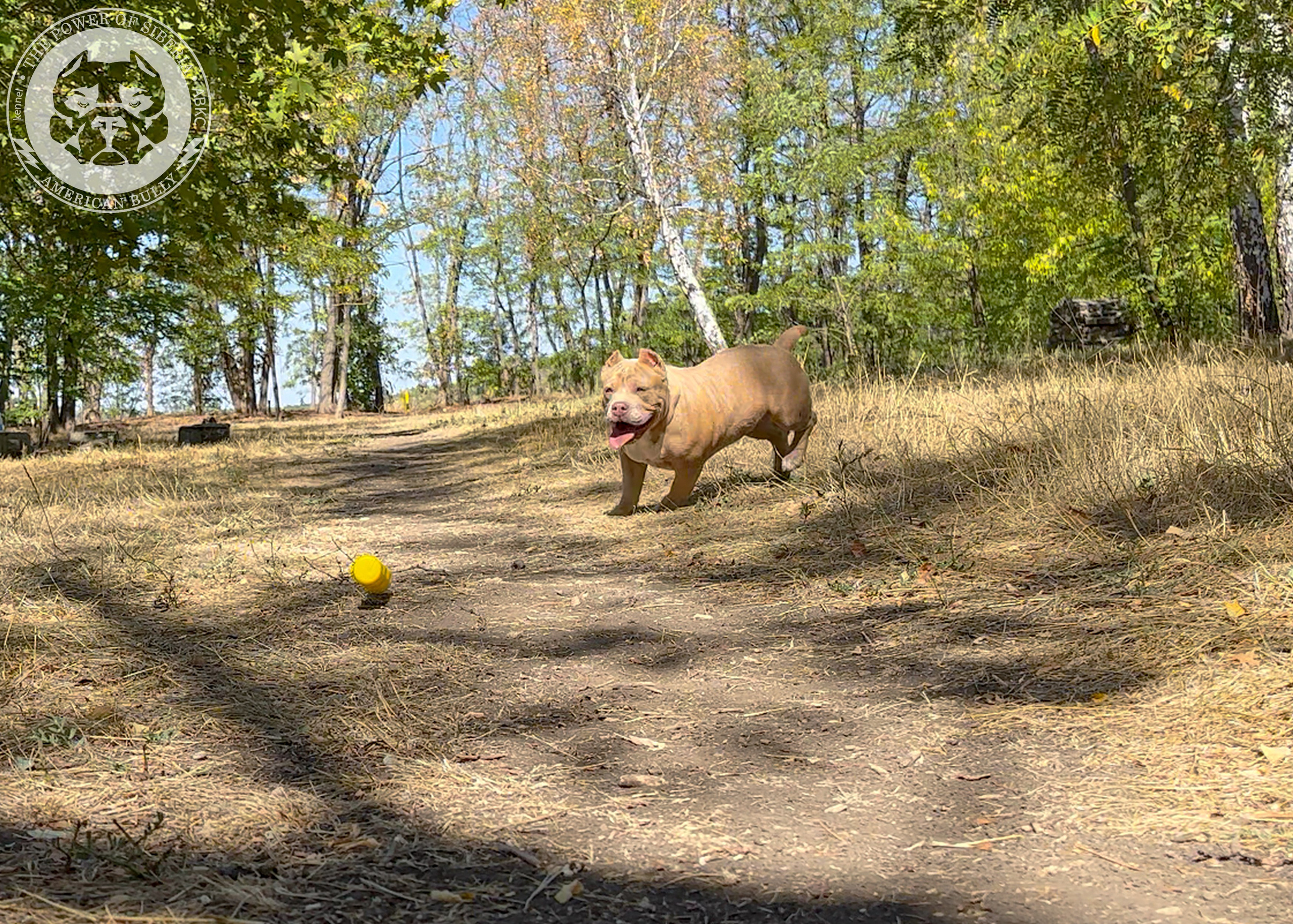 Помет Каспер и Тагира. 21.04.25. Американский Булли в г. Ростов-на-Дону. Питомник THE POWER OF SIBERIA