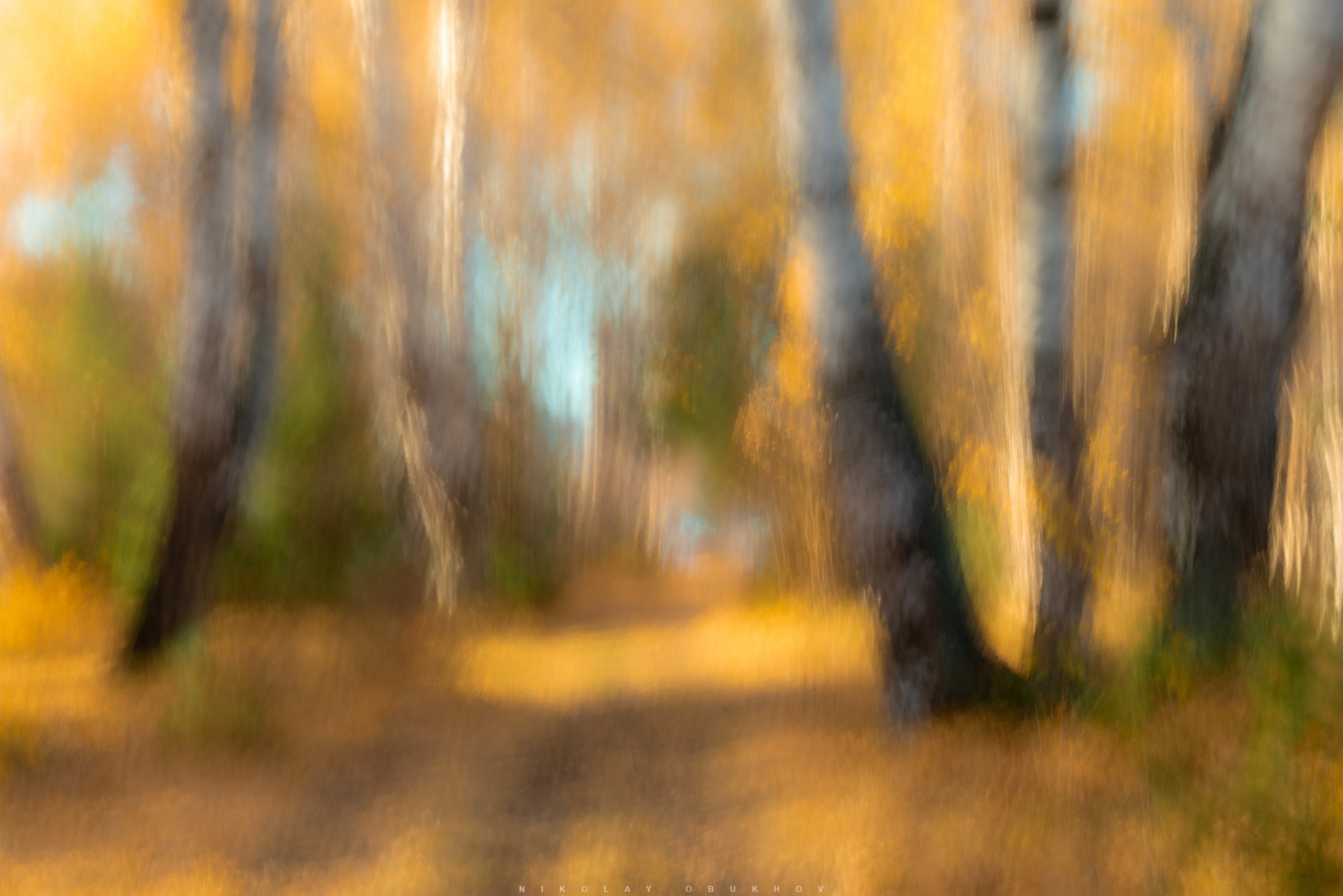 Осенние краски золотых берез, снятые в технике ICM.