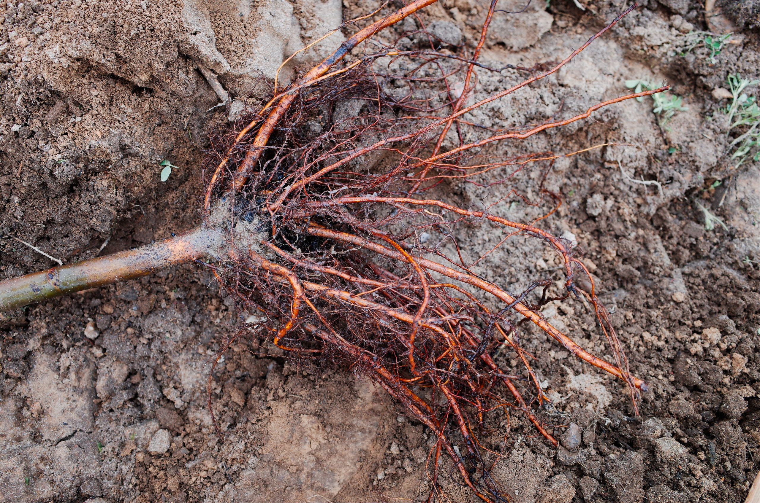 Farmers. Aleksander Chernov — Documentary filmmaker and photographer