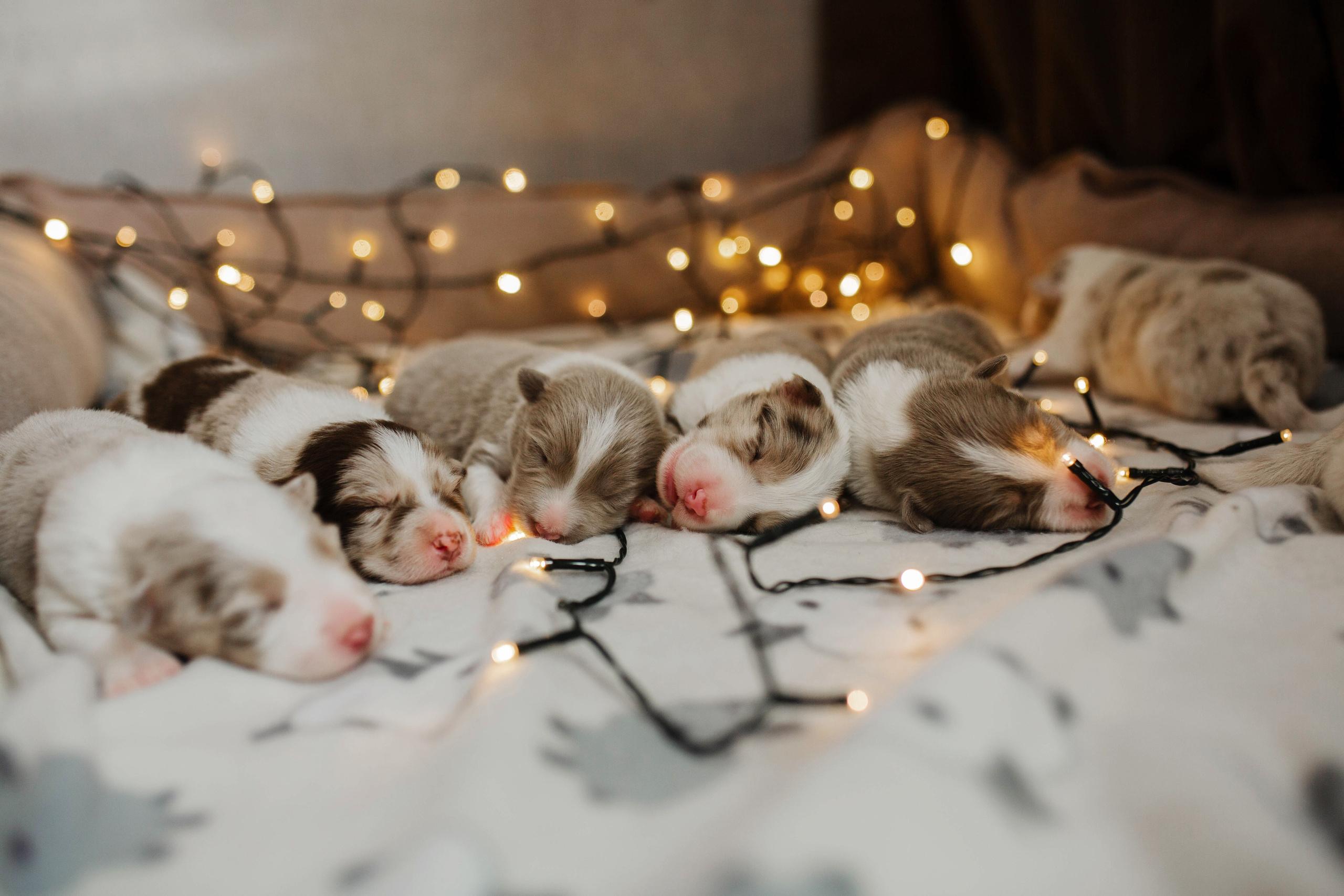 Щеночки. Фотограф Кузина Вера