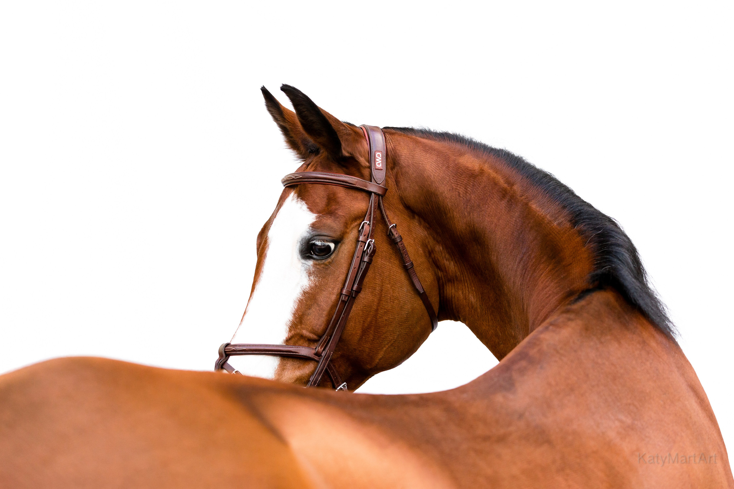 В белом. KatymartArt — Equine photography