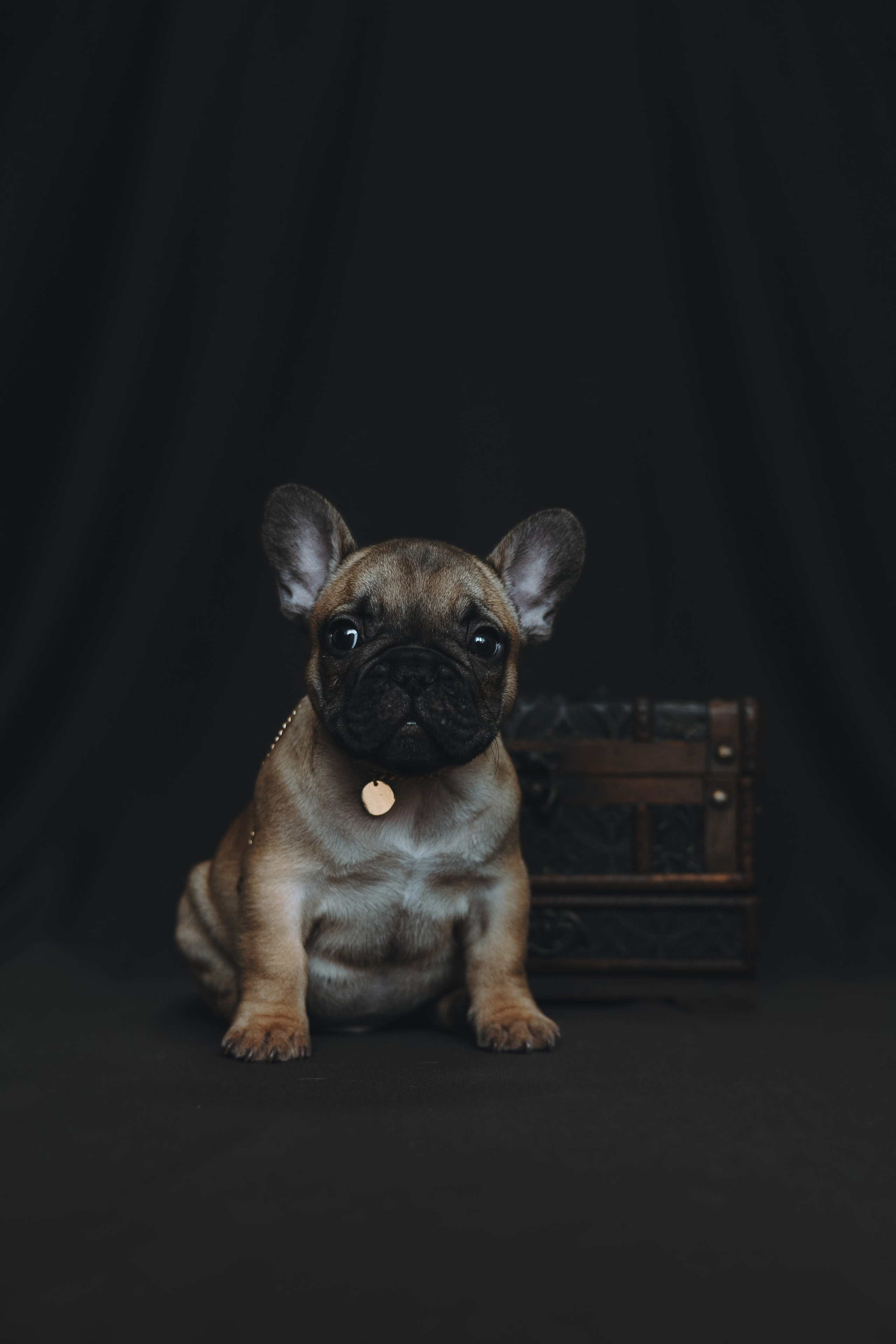 Щеночки. Фотограф — анималист Владивосток, Алина