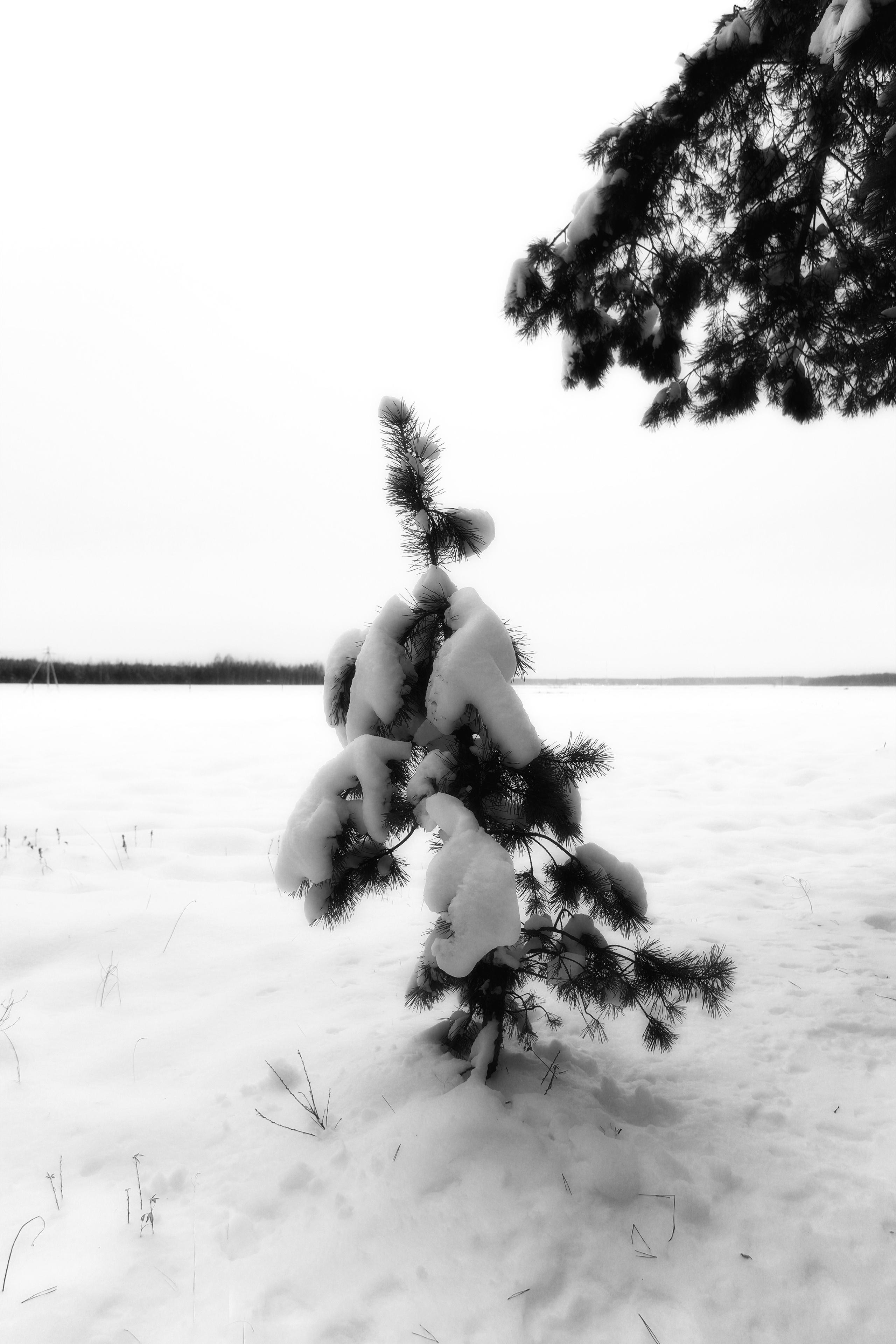 ЧБ  пейзажи (BnW landscape). Фотограф (photographer) Lischinski Vitaliy