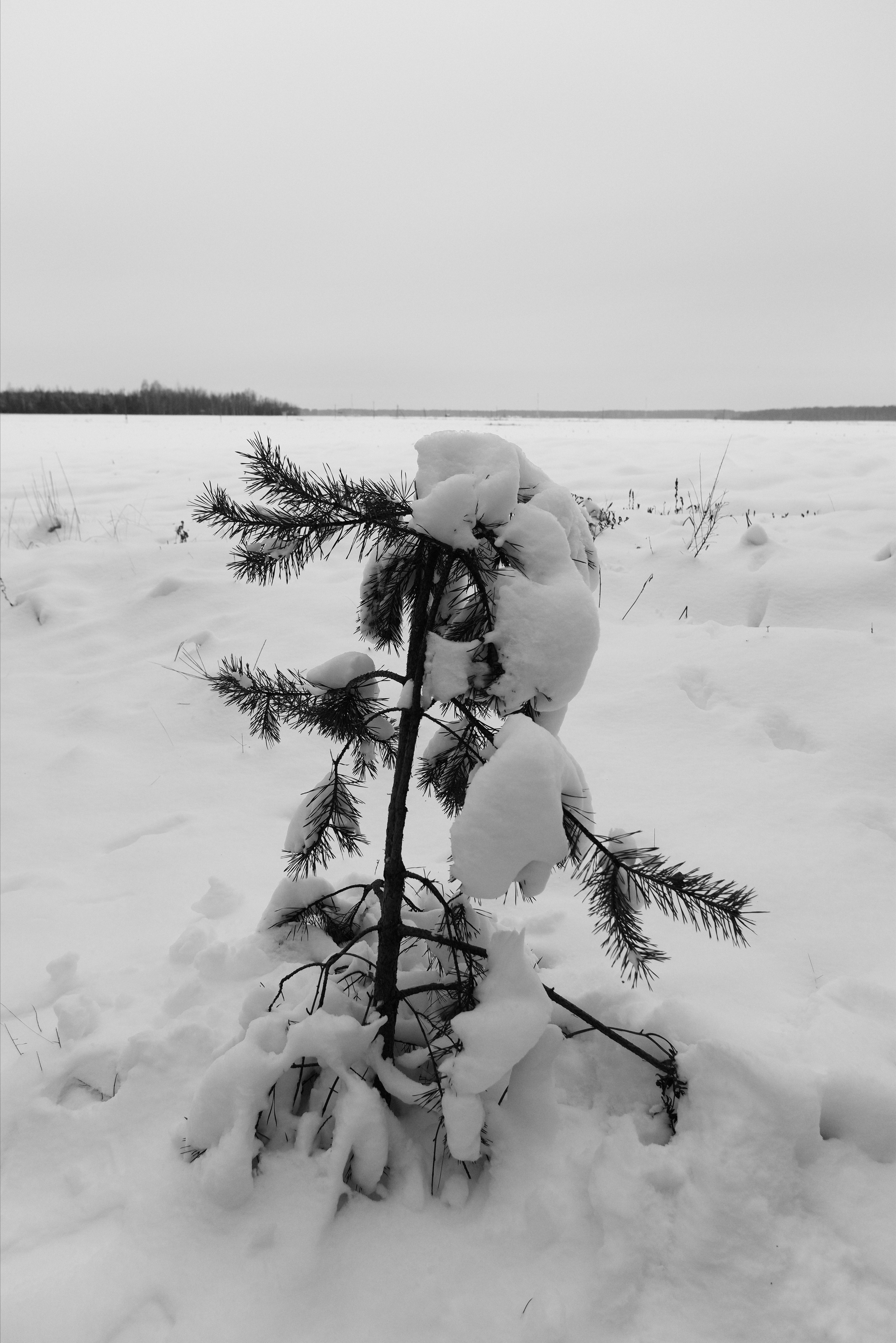 ЧБ  пейзажи (BnW landscape). Фотограф (photographer) Lischinski Vitaliy