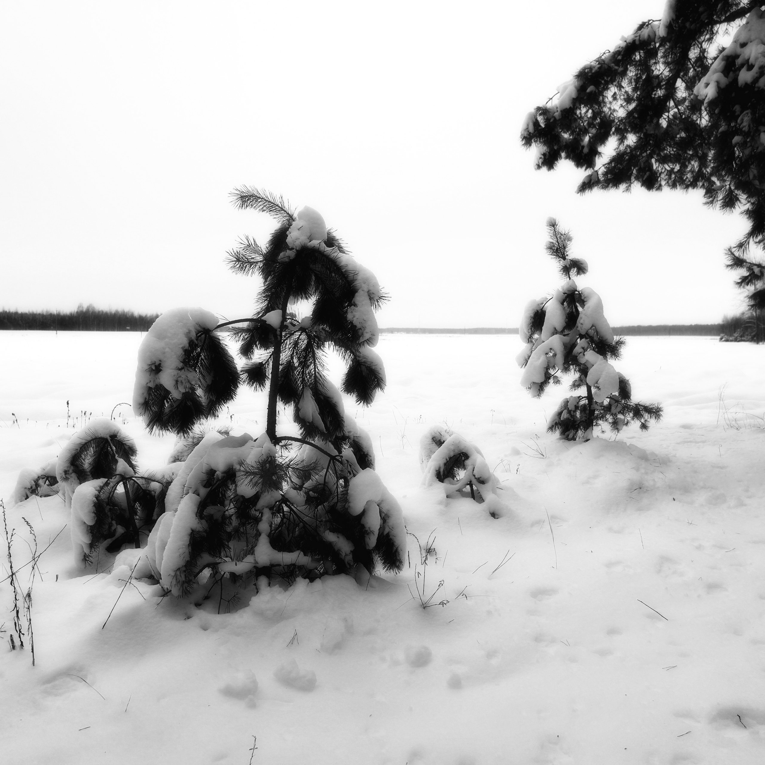 ЧБ  пейзажи (BnW landscape). Фотограф (photographer) Lischinski Vitaliy