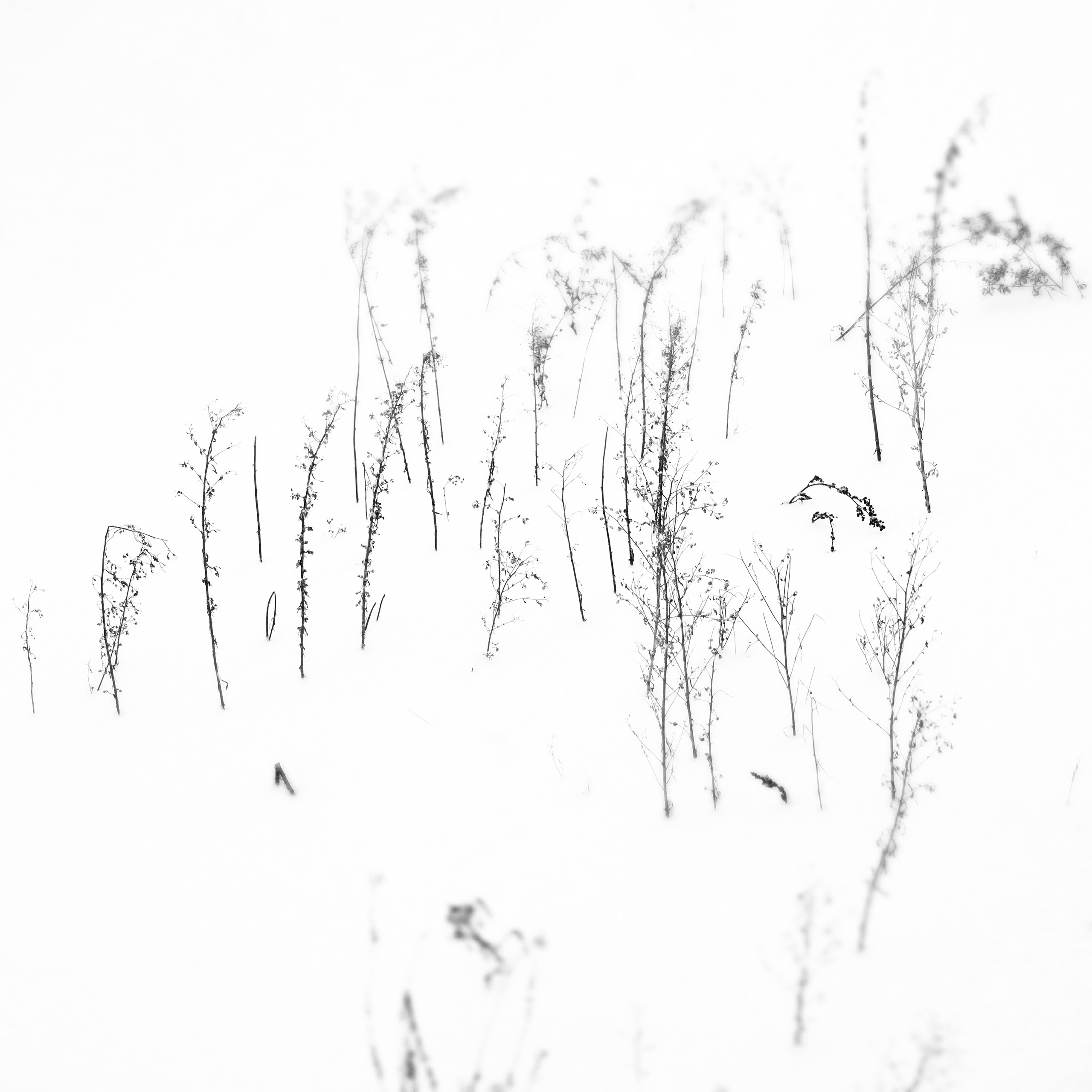 ЧБ  пейзажи (BnW landscape). Фотограф (photographer) Lischinski Vitaliy