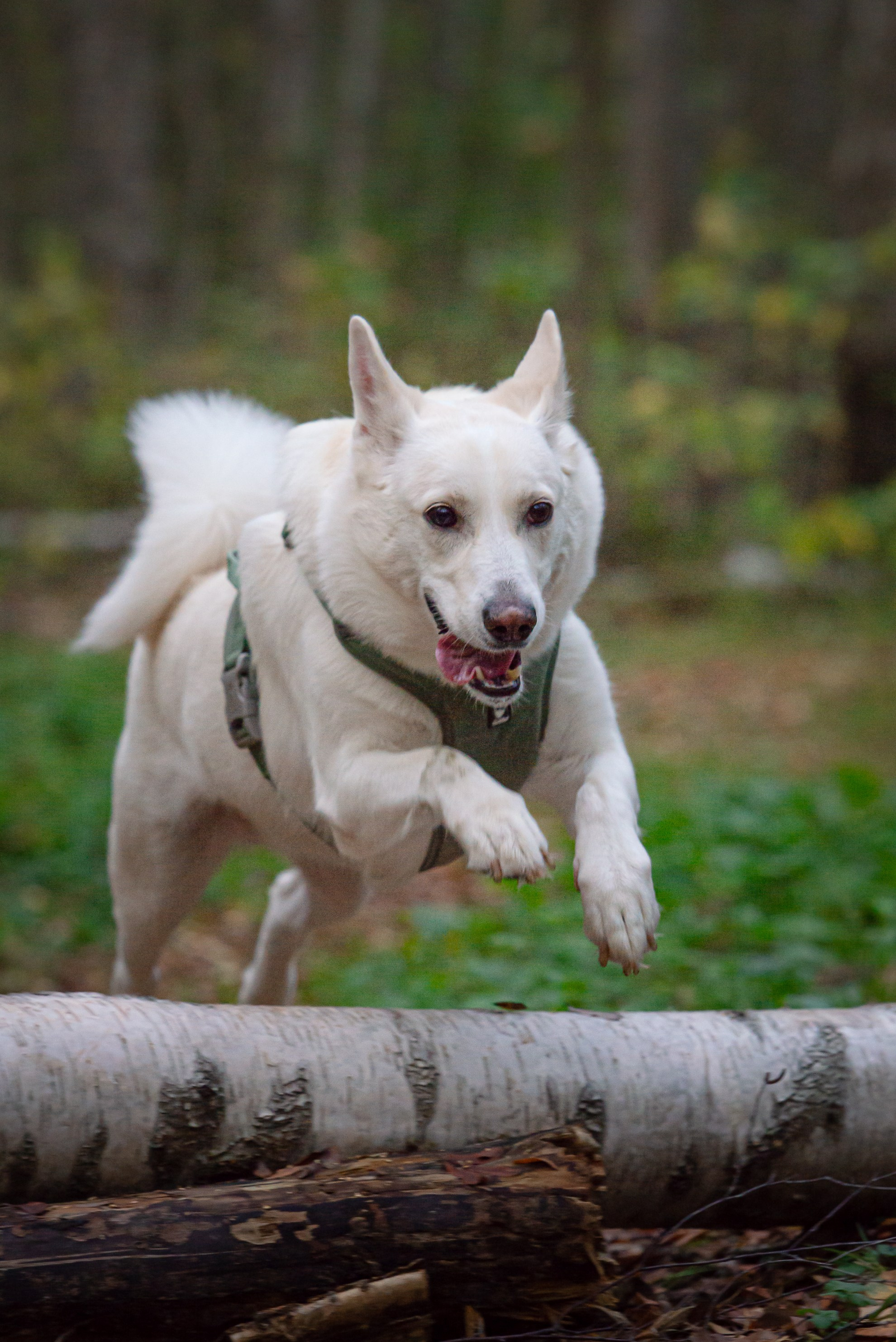 Собаки. Фотограф-анималист в Санкт-Петербурге Анастасия Иванова