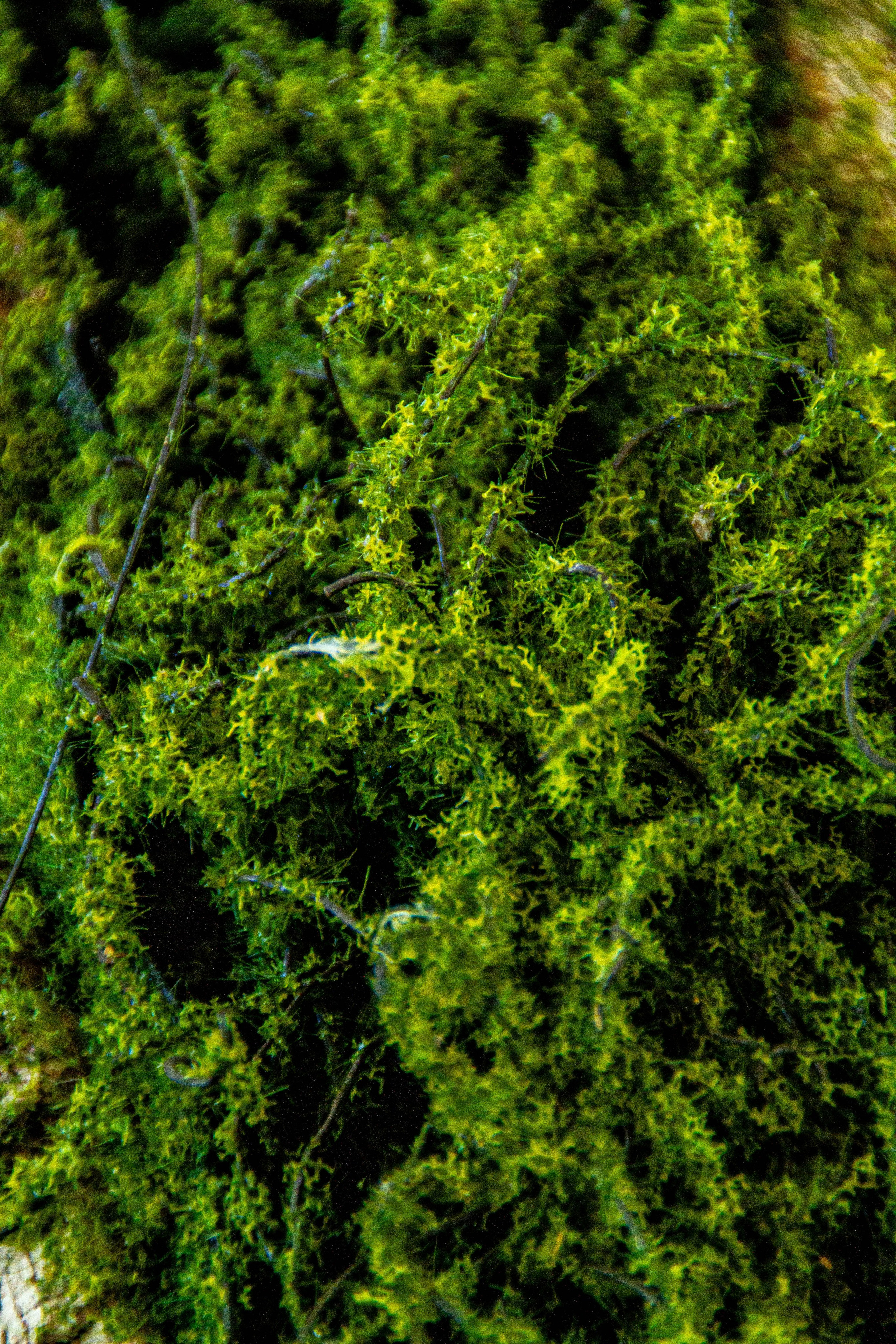 «Без названия»