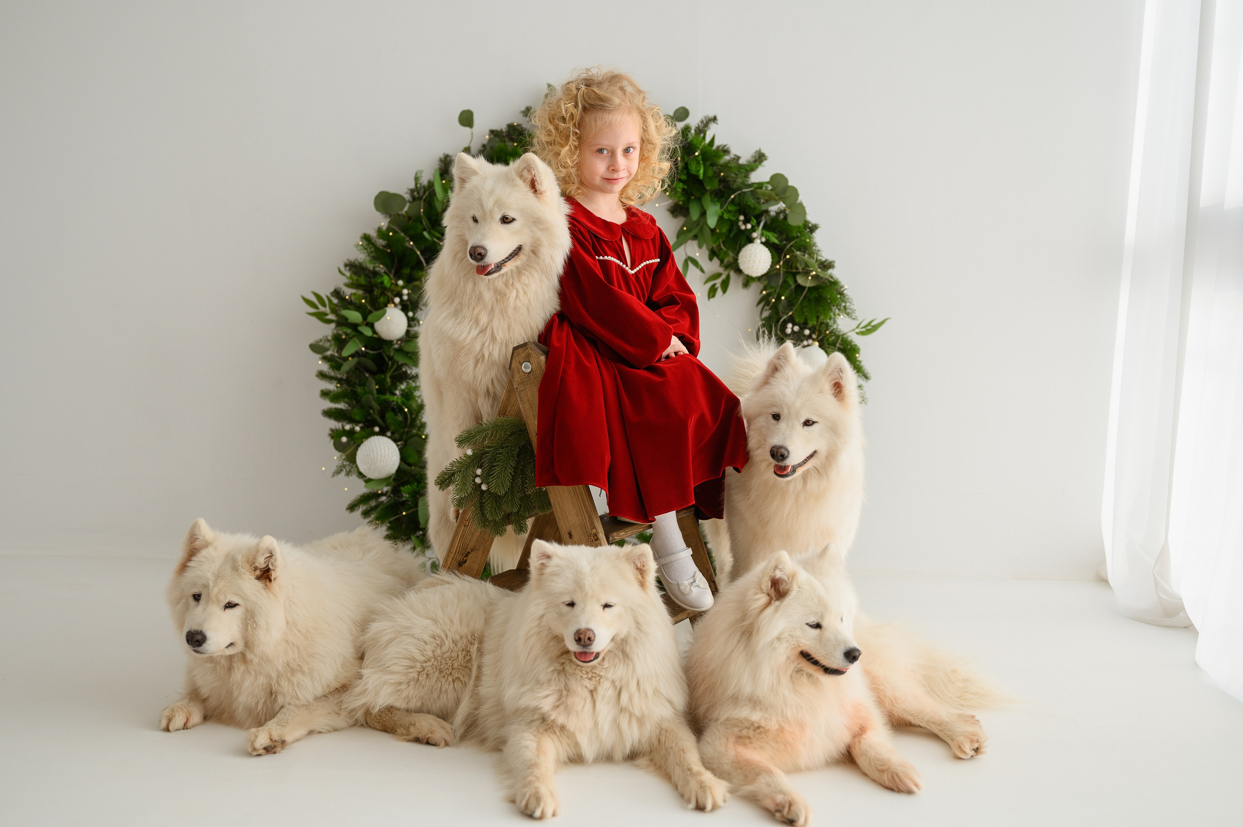 Лизонька и самоеды. Детский и семейный фотограф Ирина Гладких