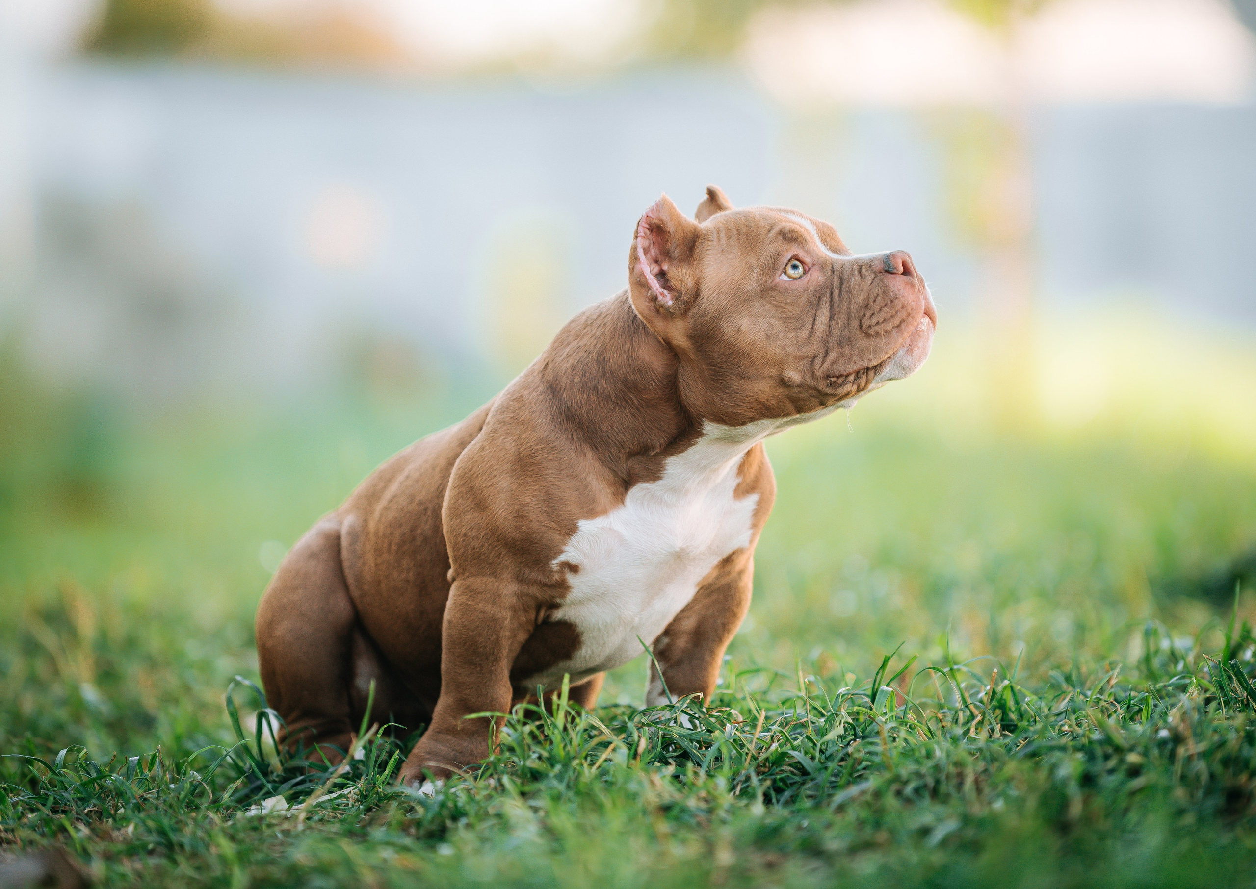 Американский булли щенки. Главная