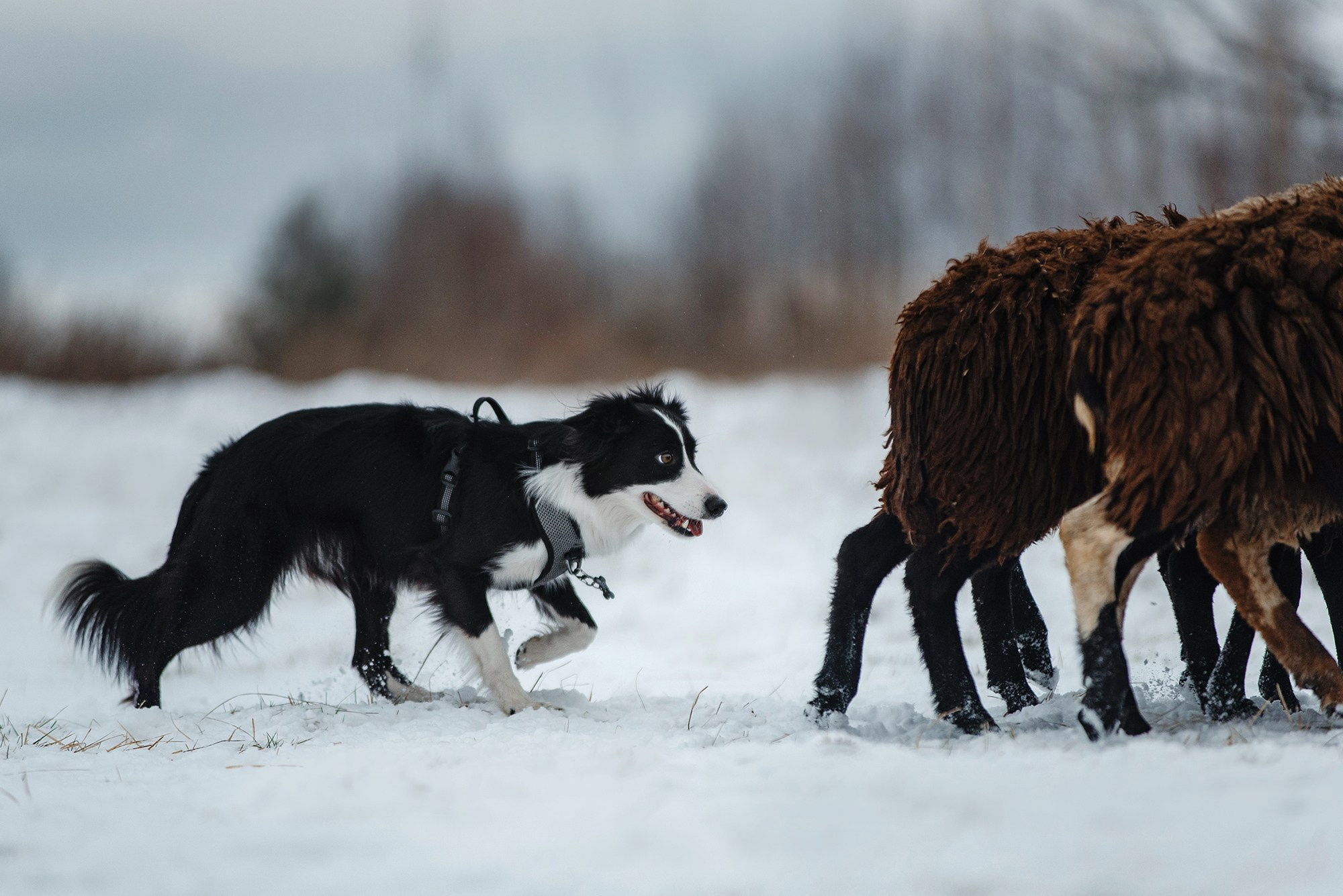 Пастьба. Фотограф Анна Тюрина