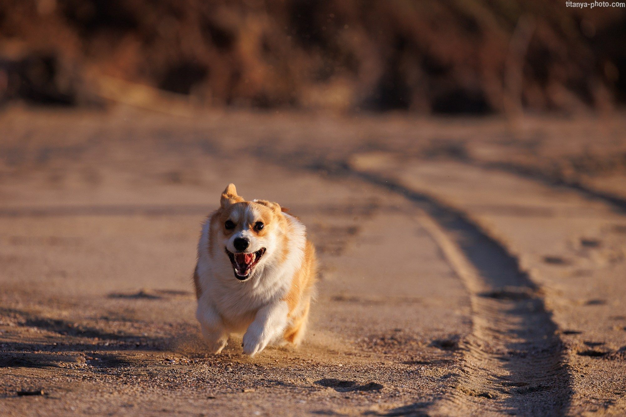 Тесла и Тихий океан. Фотограф собак, фотограф-анималист Аня Титова (Titanya). Москва