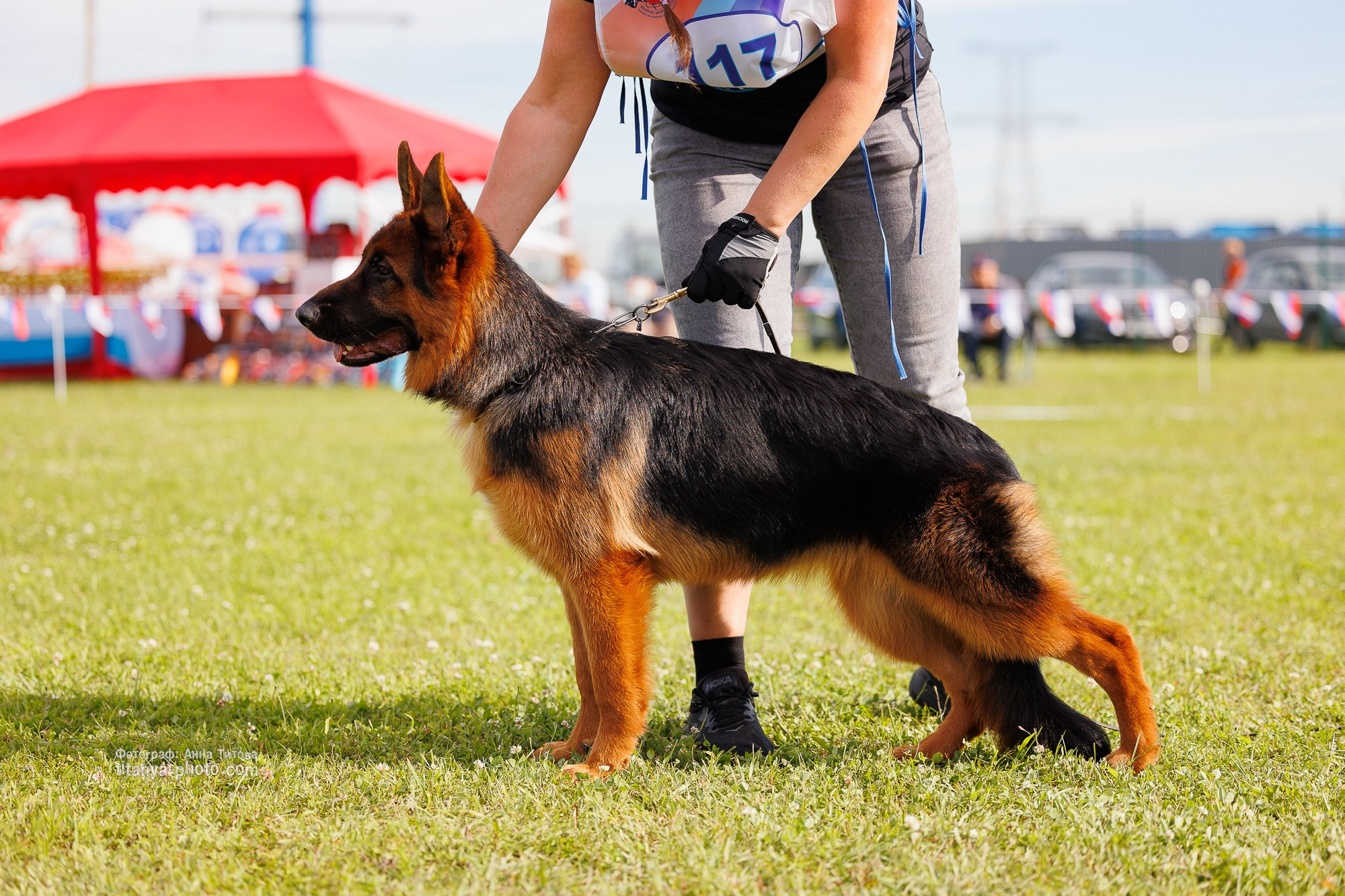 Немецкие овчарки: фото из рингов и вне ринга, мутпроба (фотографии с выставок). Фотограф собак, фотограф-анималист Аня Титова (Titanya). Москва
