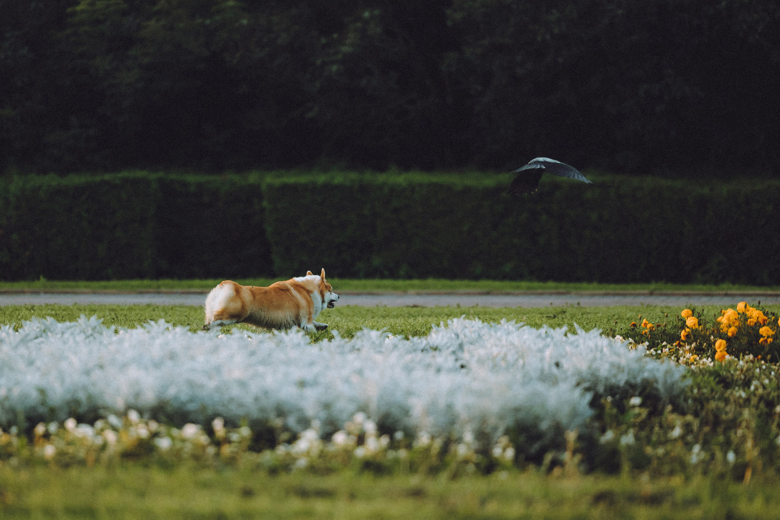 Пуговка и ее семья