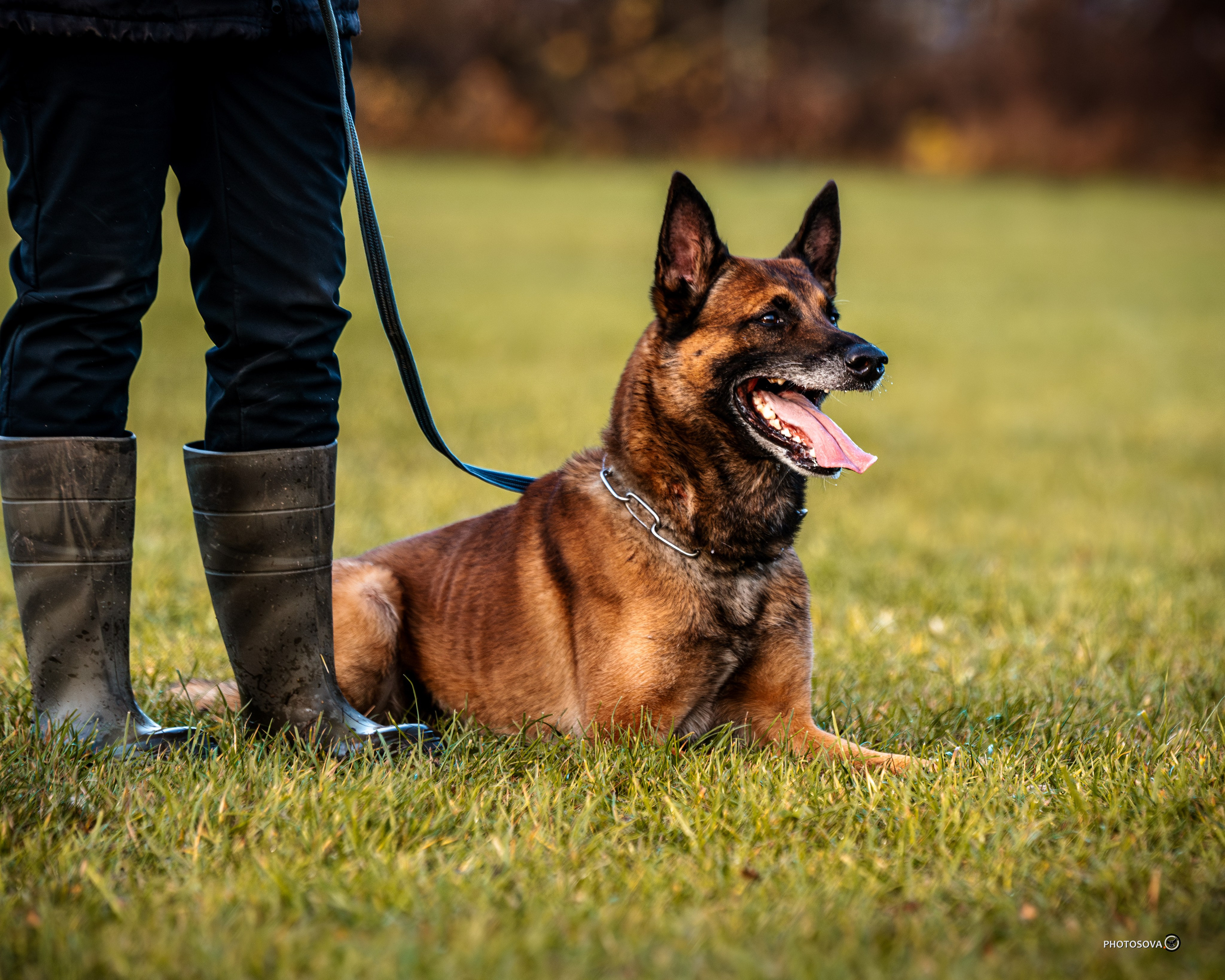 МЫ — КОМАНДА (соревнования) OKD, BH, IBGH, IGP. Фотограф-анималист, семейный фотограф в Москве и Подмосковье. Фотосъёмка кинологических дисциплин