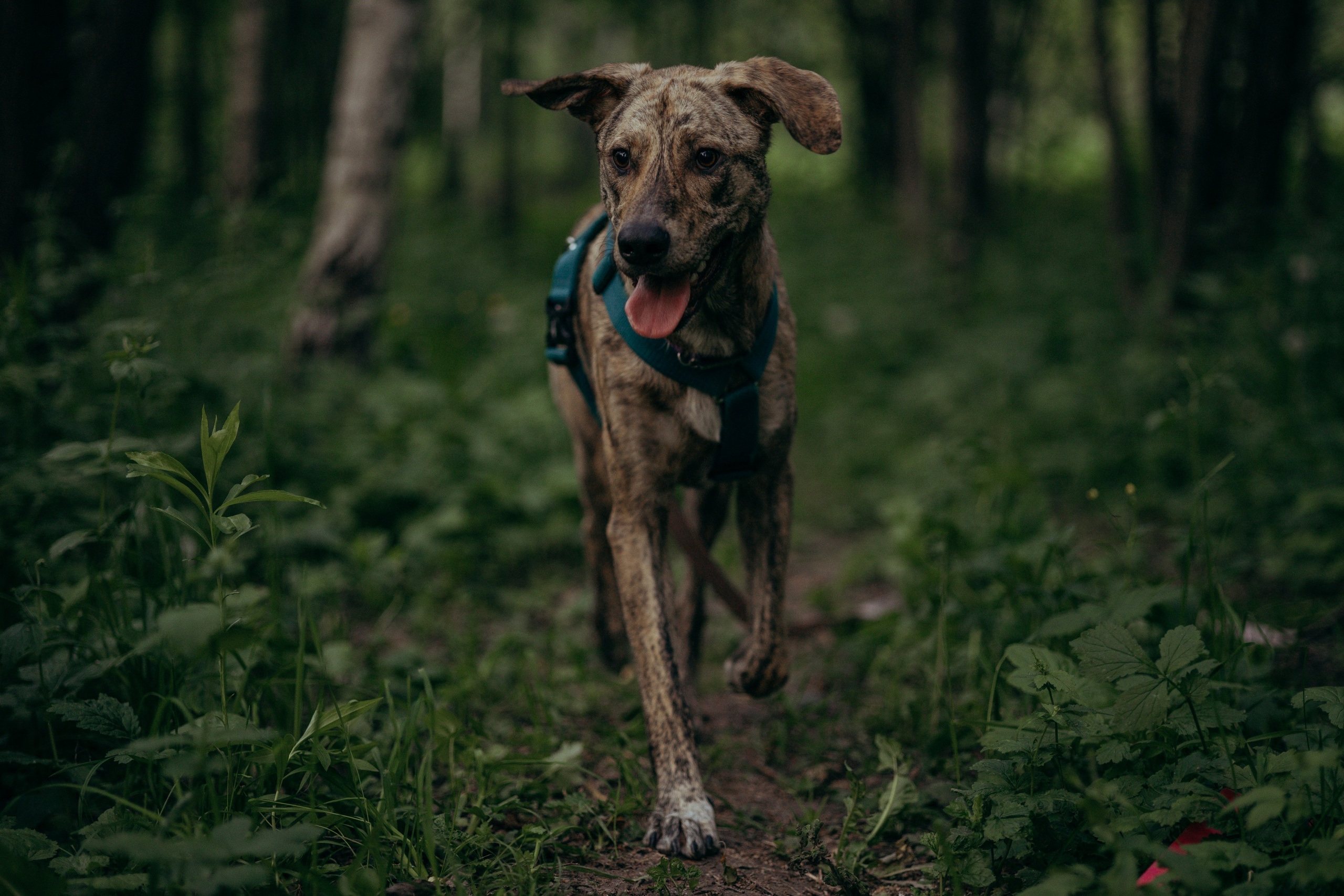 Съемка с собакой. Анастасия Белаш
