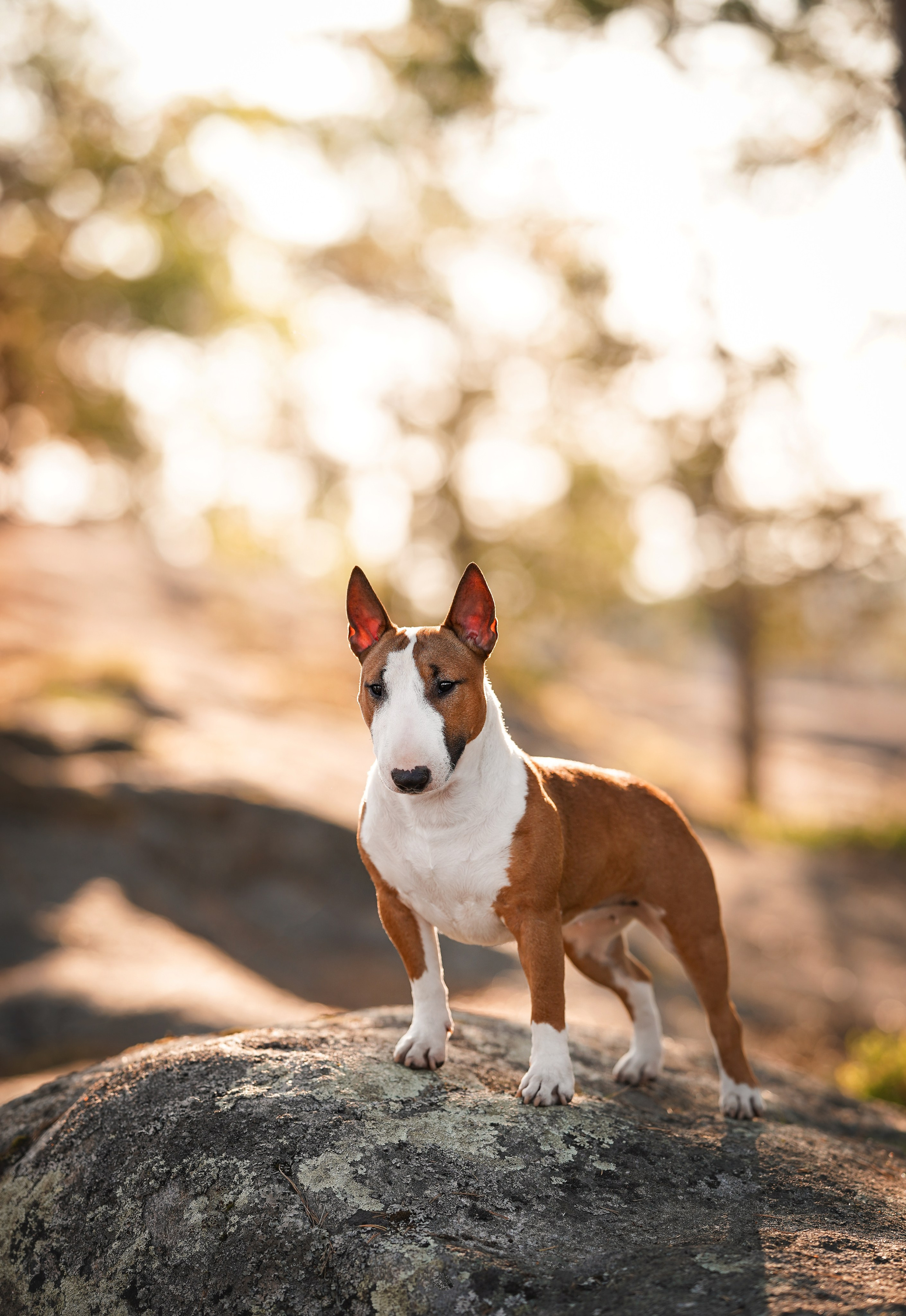 Таисия и Тамагочи. Фотограф-анималист в Санкт-Петербурге Яна Мартынова