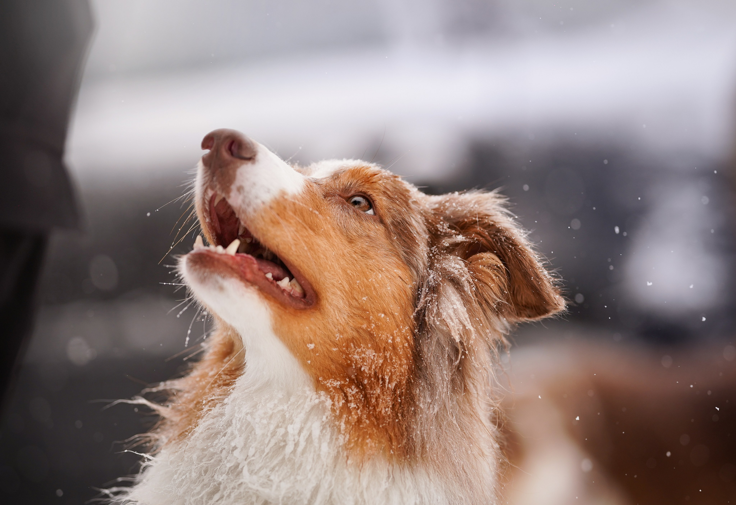 Красно-рыжая банда. Фотограф-анималист в Санкт-Петербурге Яна Мартынова