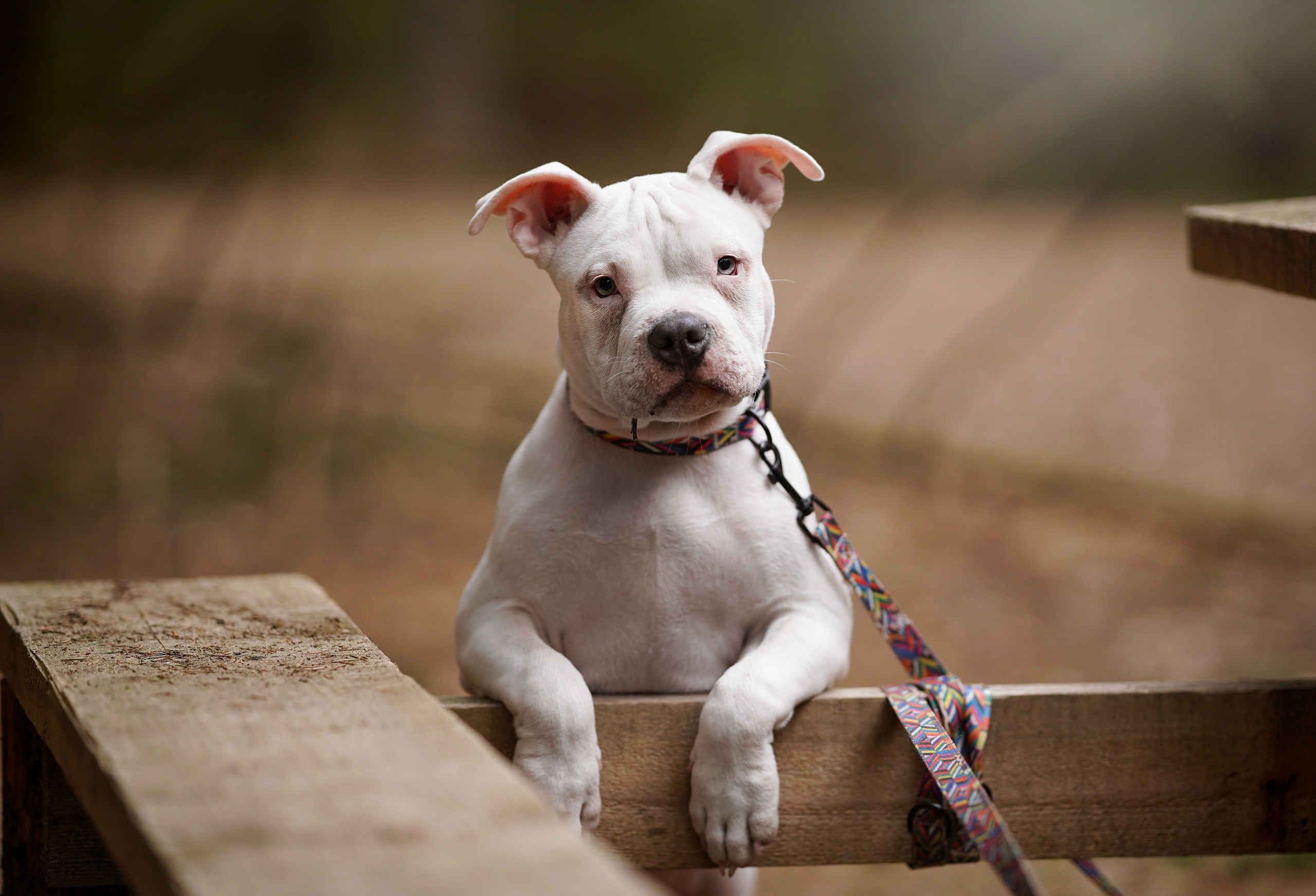 Щенки булли. Фотограф-анималист в Санкт-Петербурге Яна Мартынова