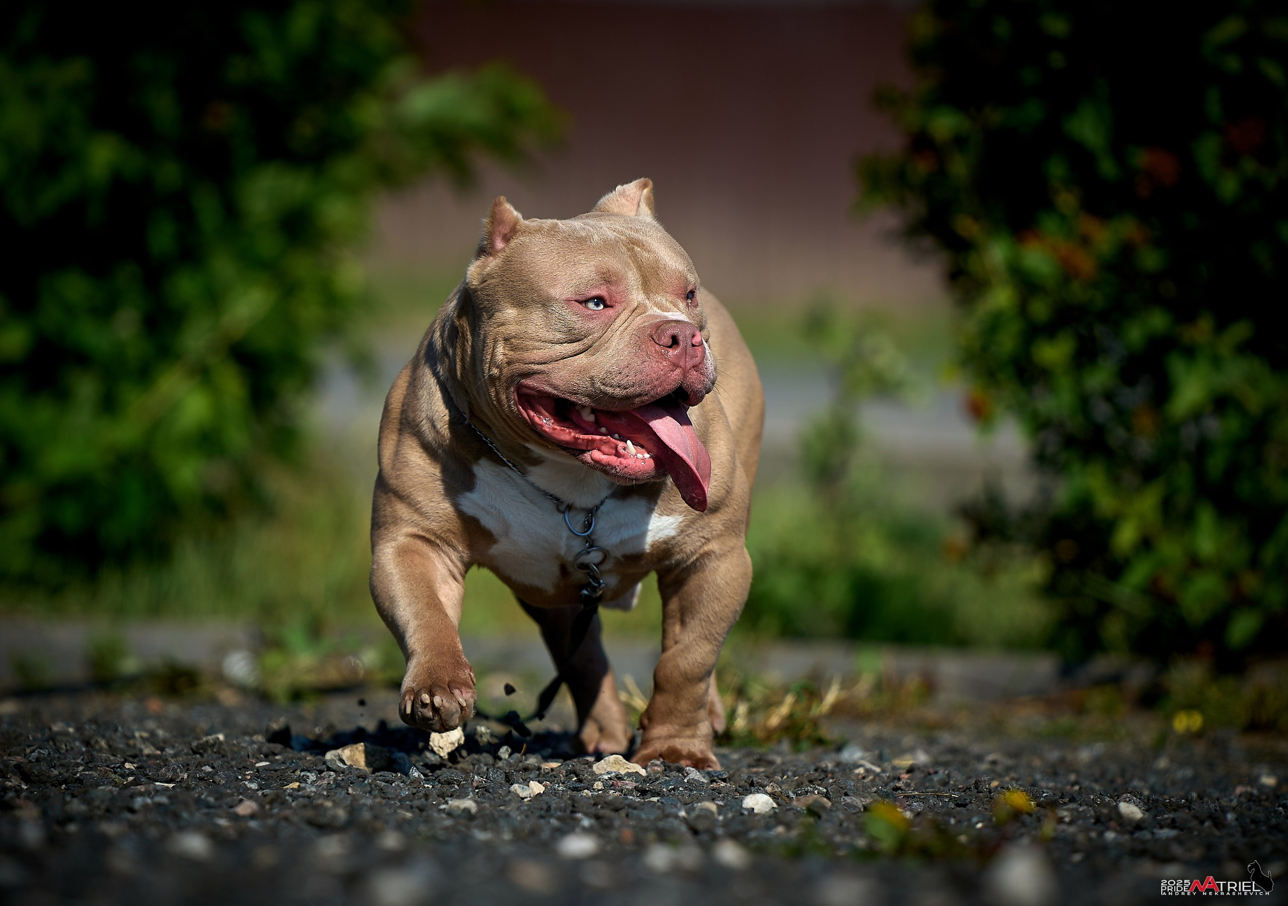 Съемка собак породы булли на природе