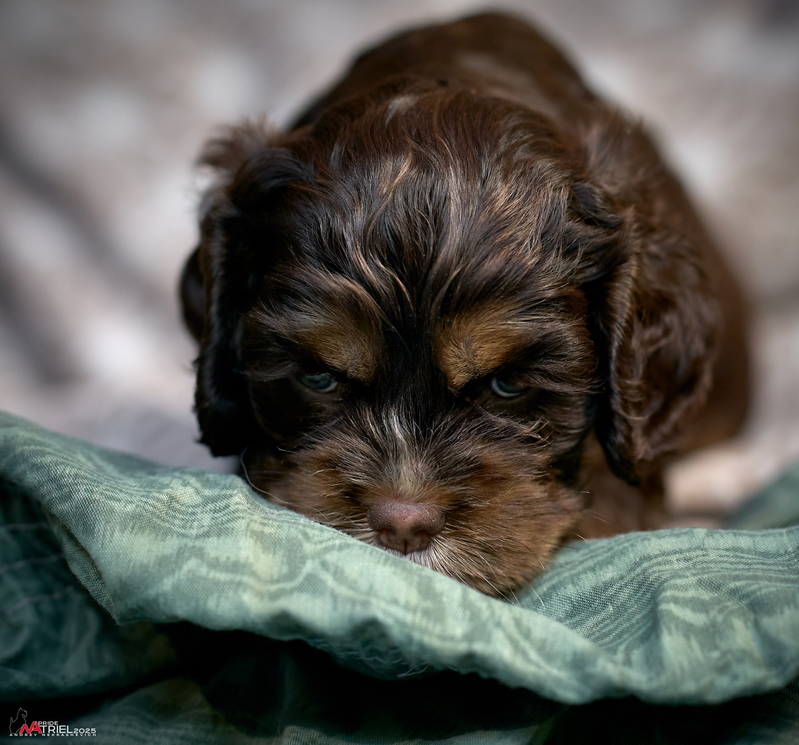 Щенки АмКокеров