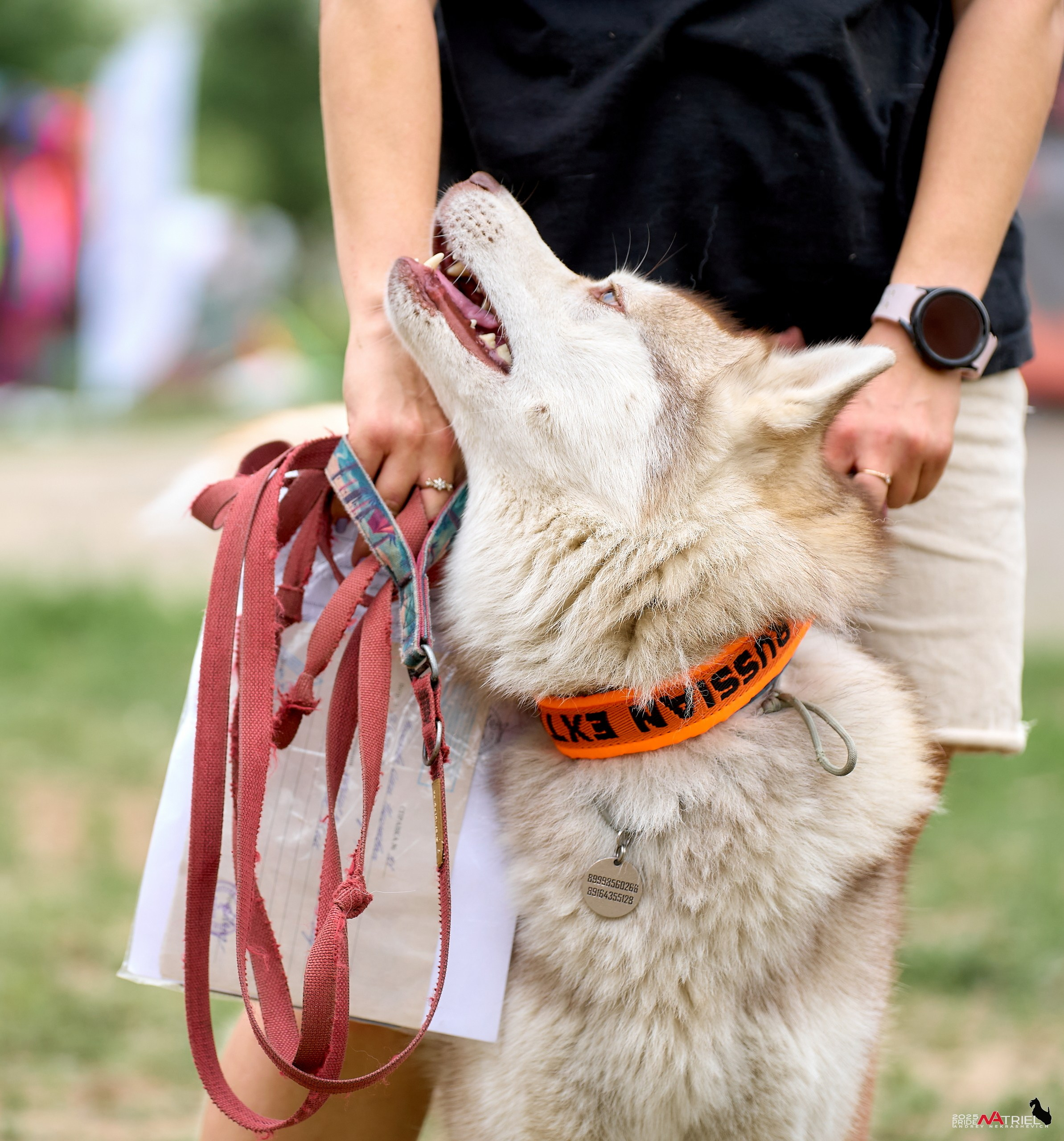 Russian Extreme Dog Trail — 2025