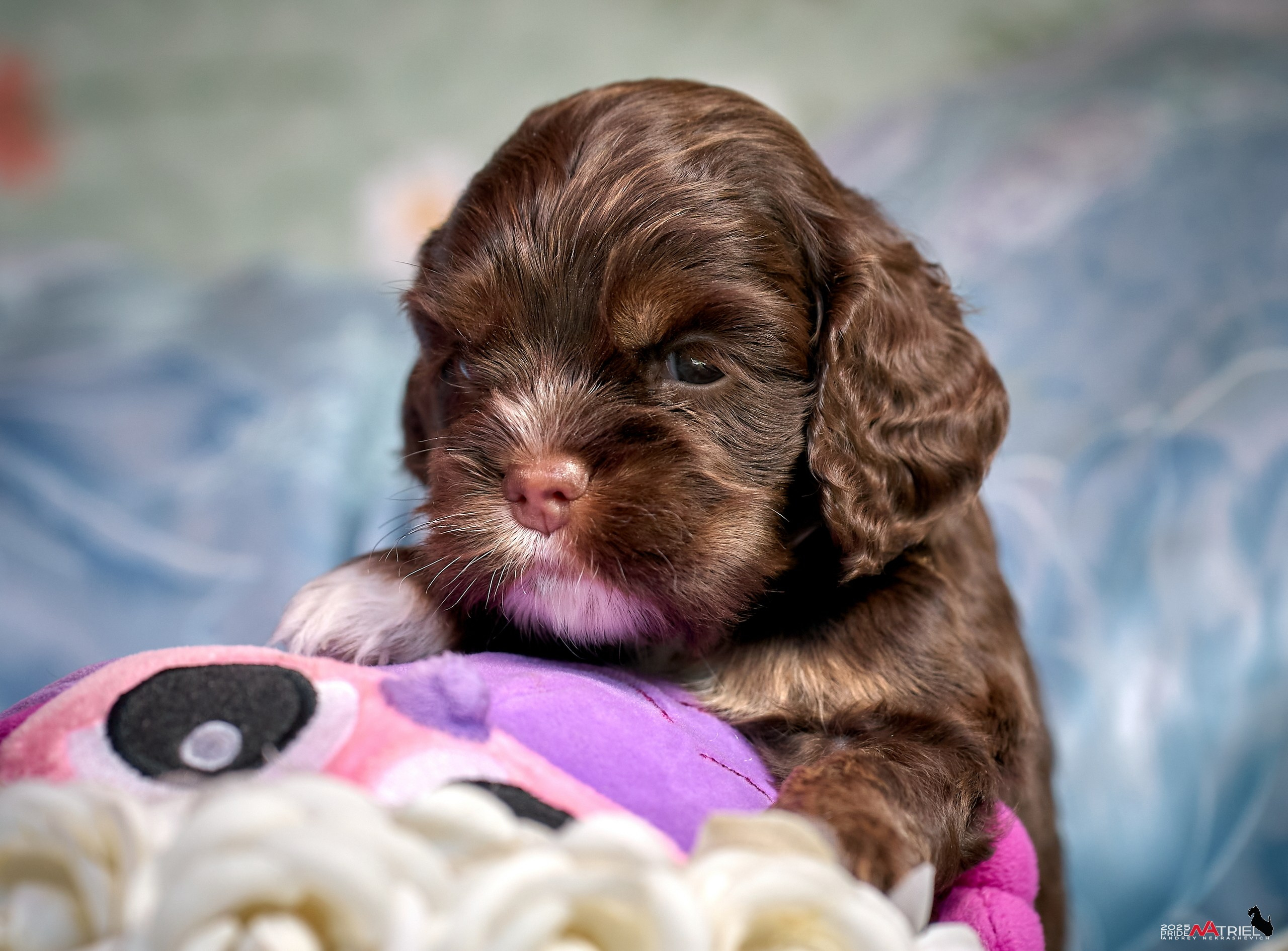 Щенки АмКокеров