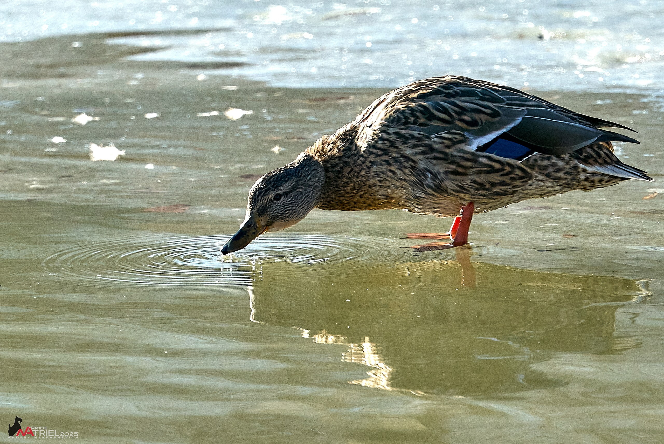 Фотопрогулка в Бутово