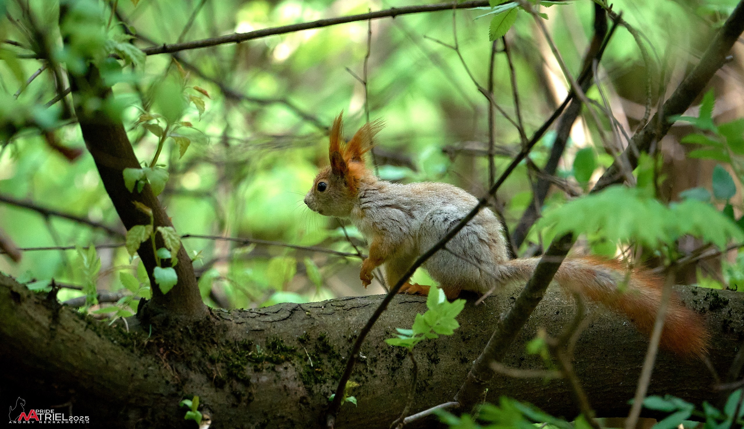 Съемка в майском лесу