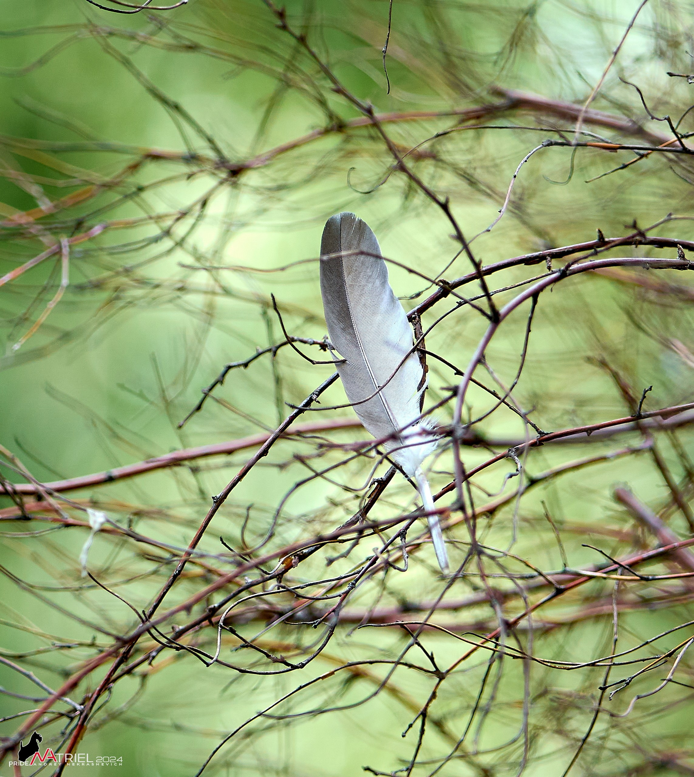Съемка природы, макро